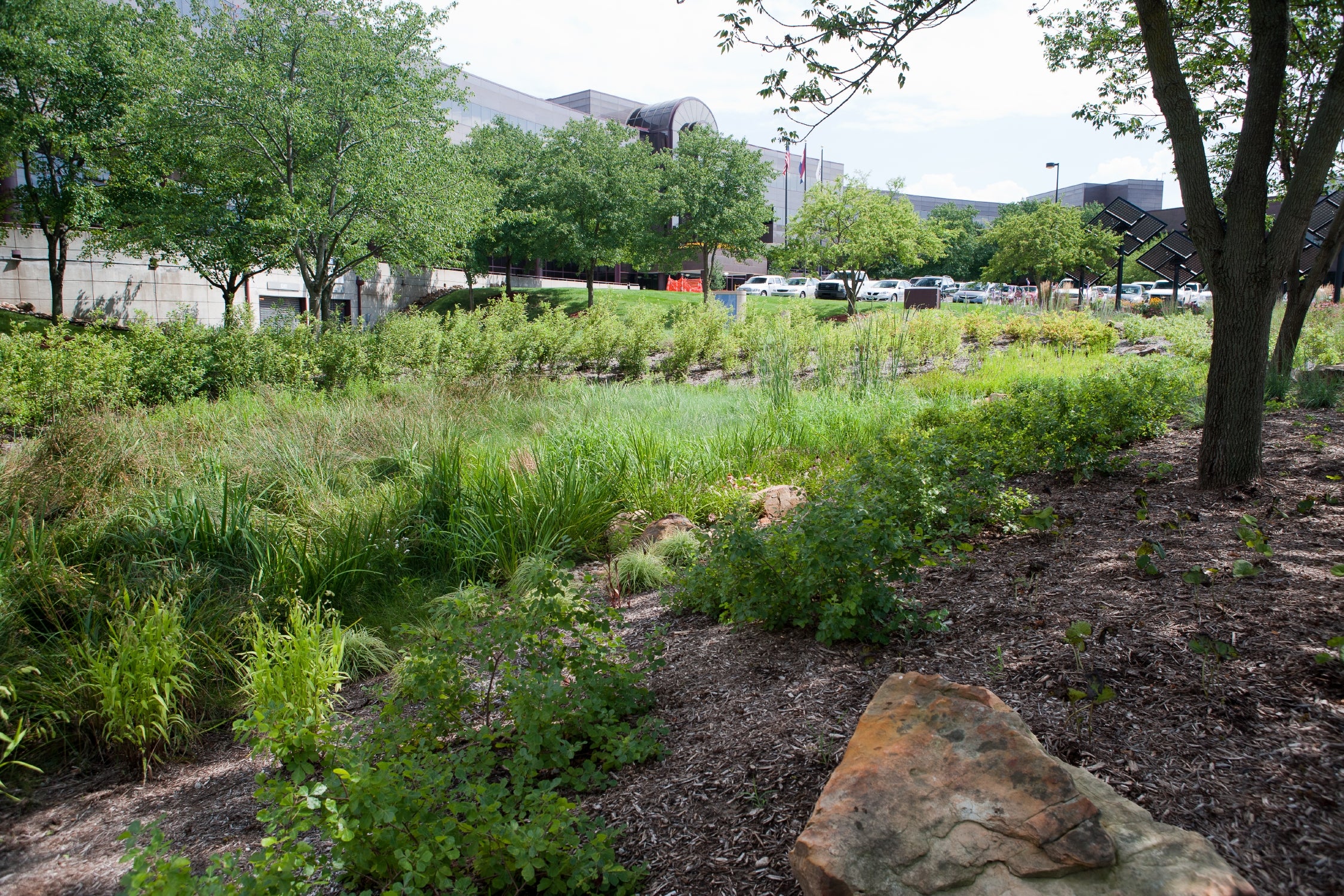 Rain garden in Kansas City