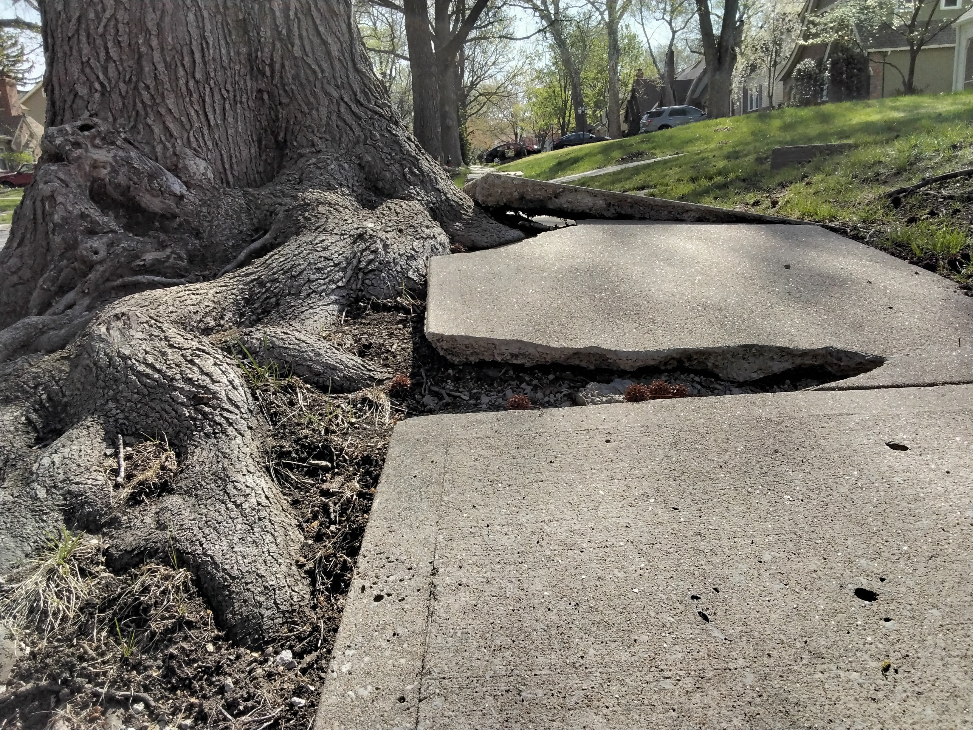 Tree roots pushing up a sidewalk