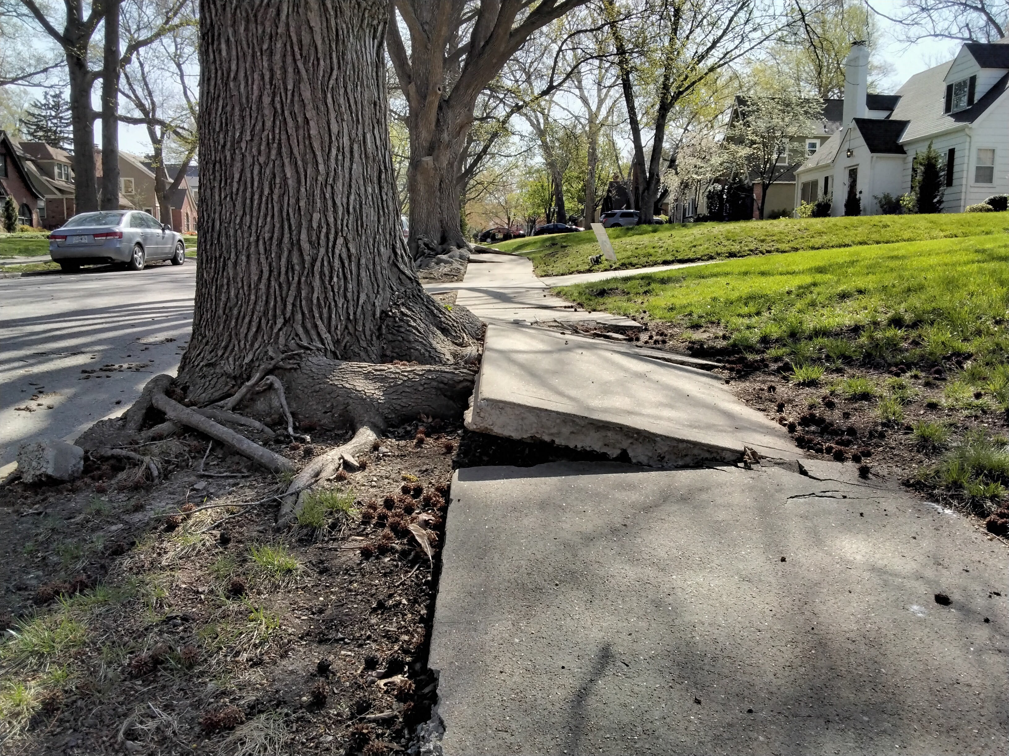 Tree roots pushing up a sidewalk in a neighborhood.