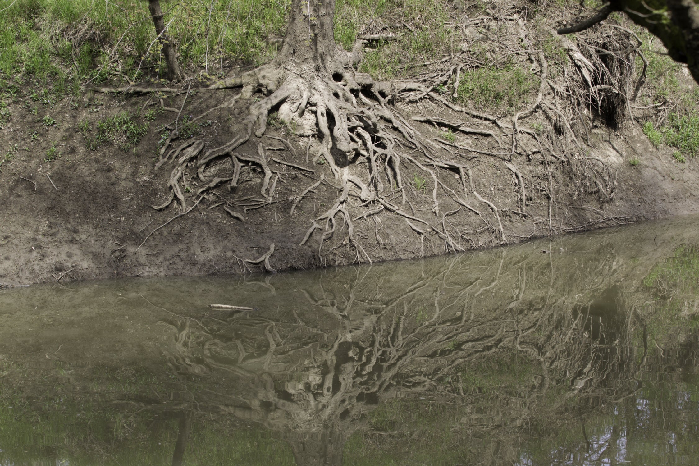 Tree roots spread out on a stream bank.