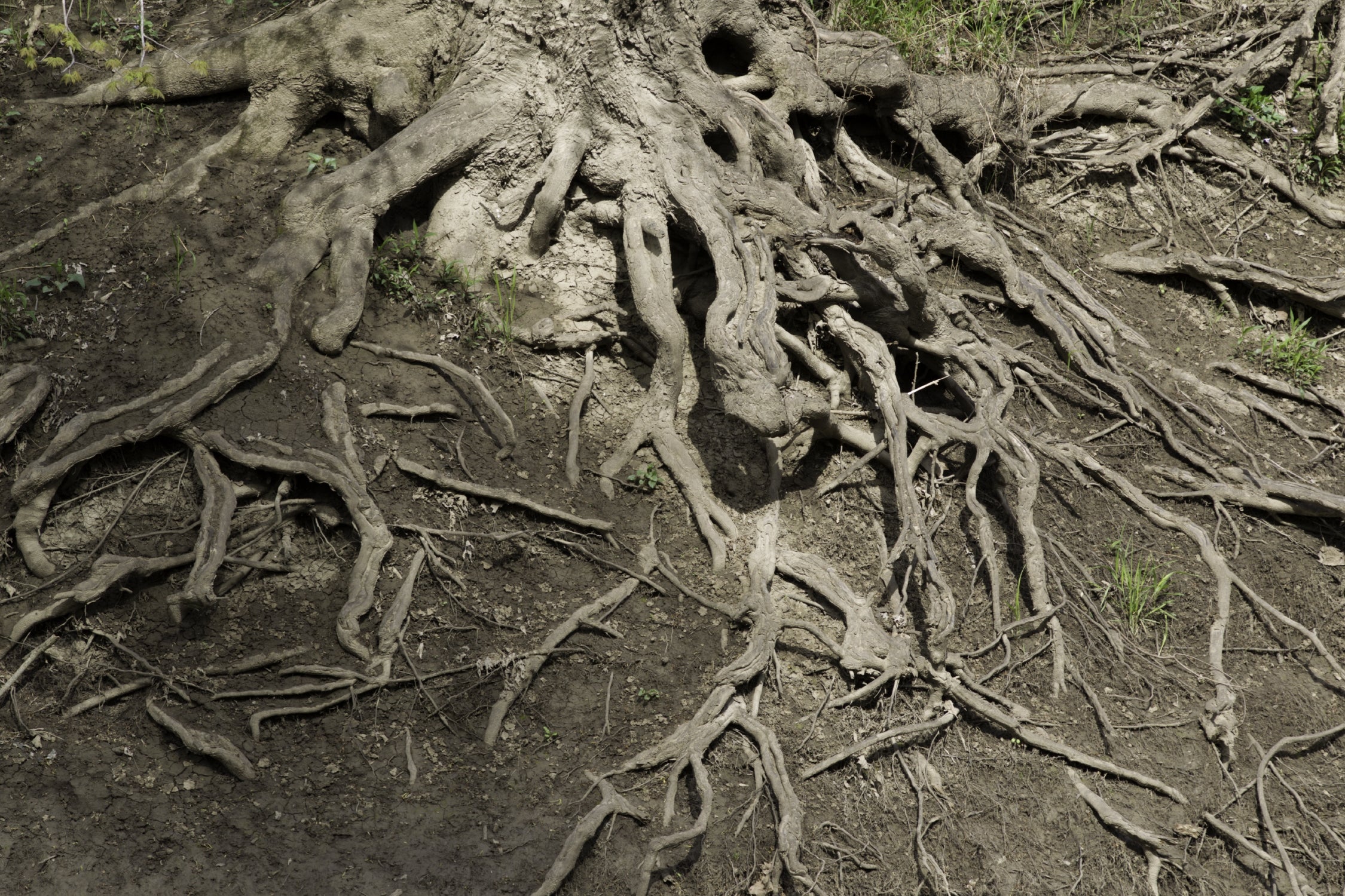 Close up of tree roots spreading across a stream bank.