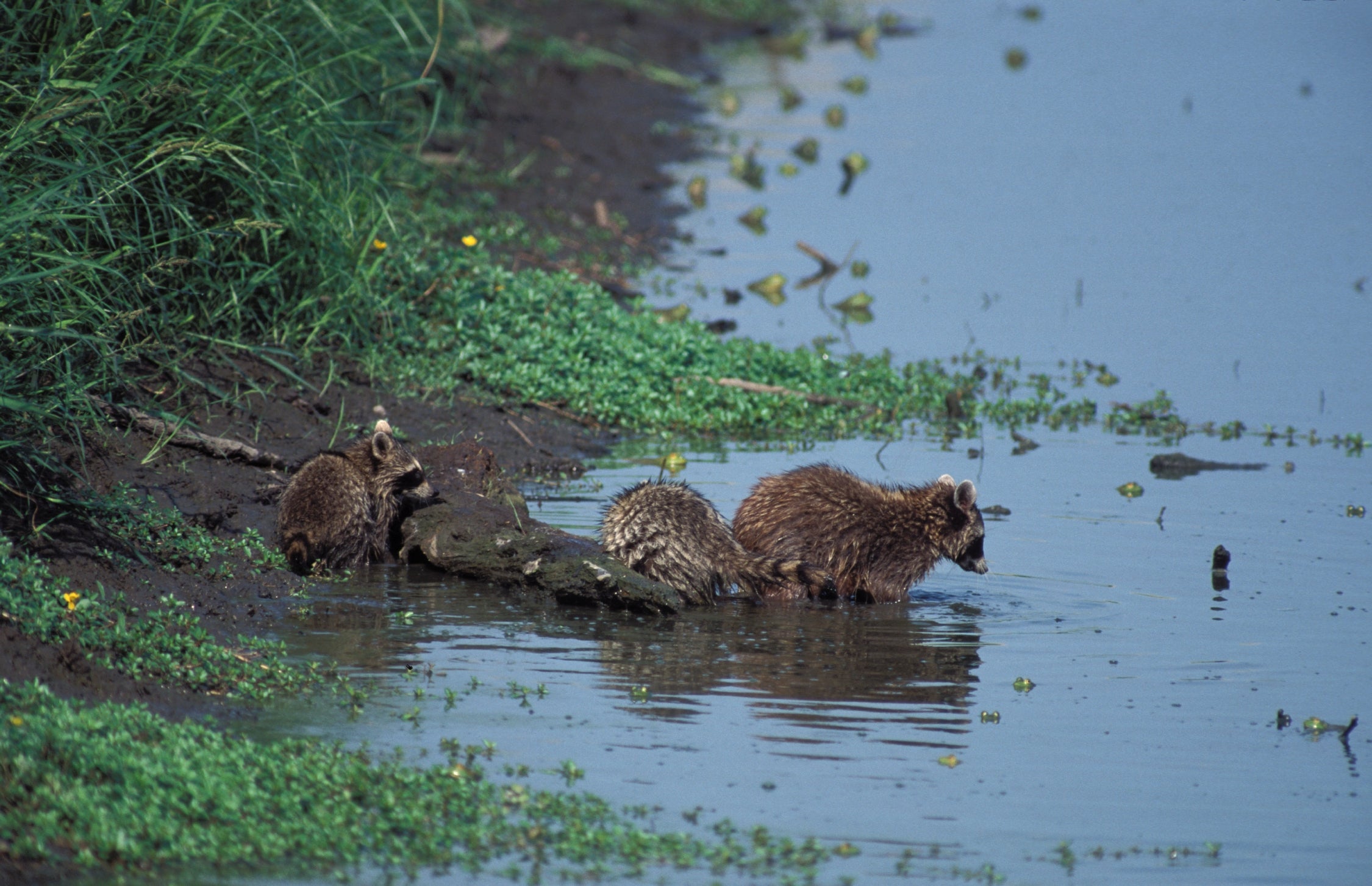 Adult and baby raccoon.