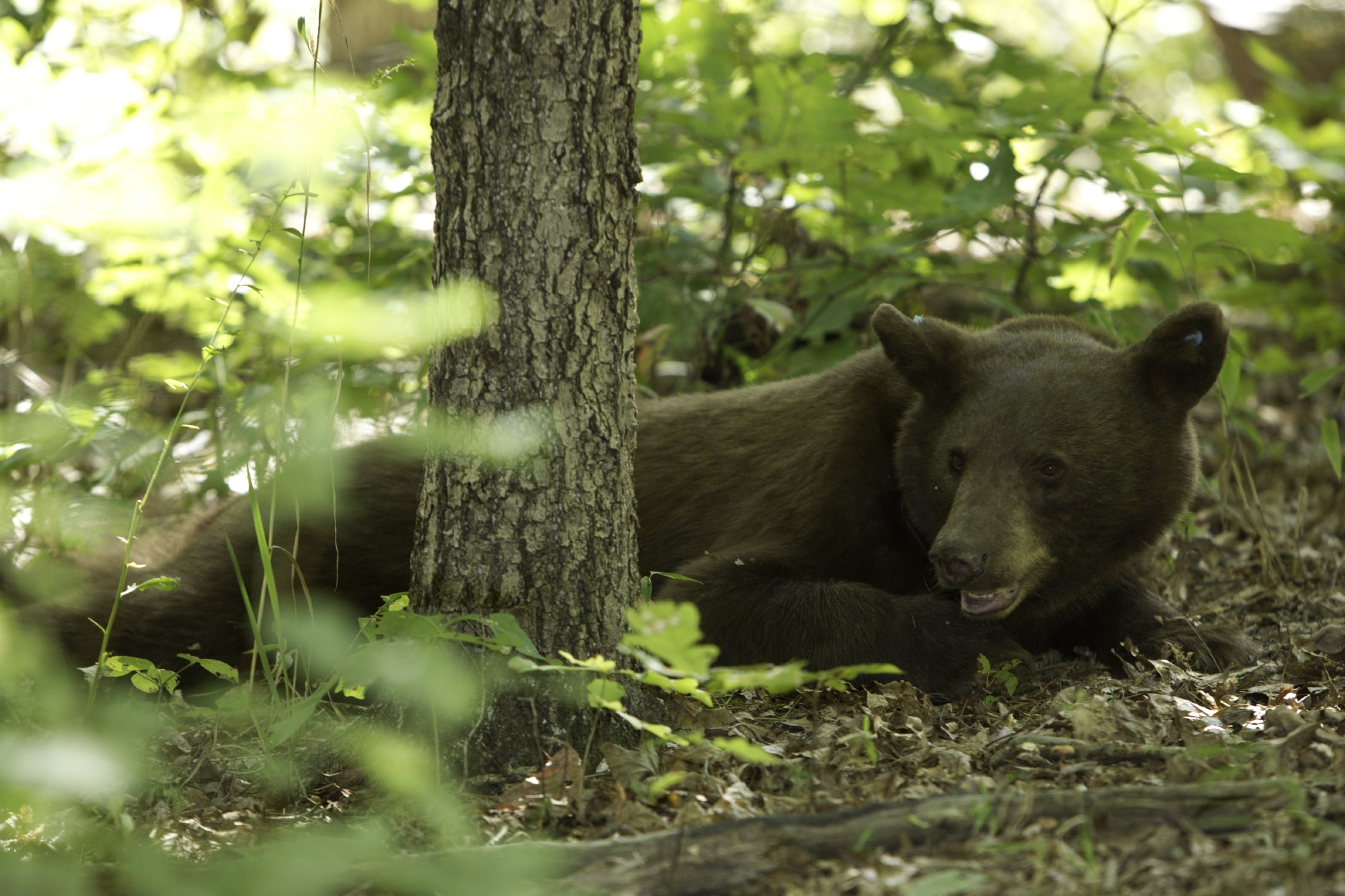 Bear in shade.