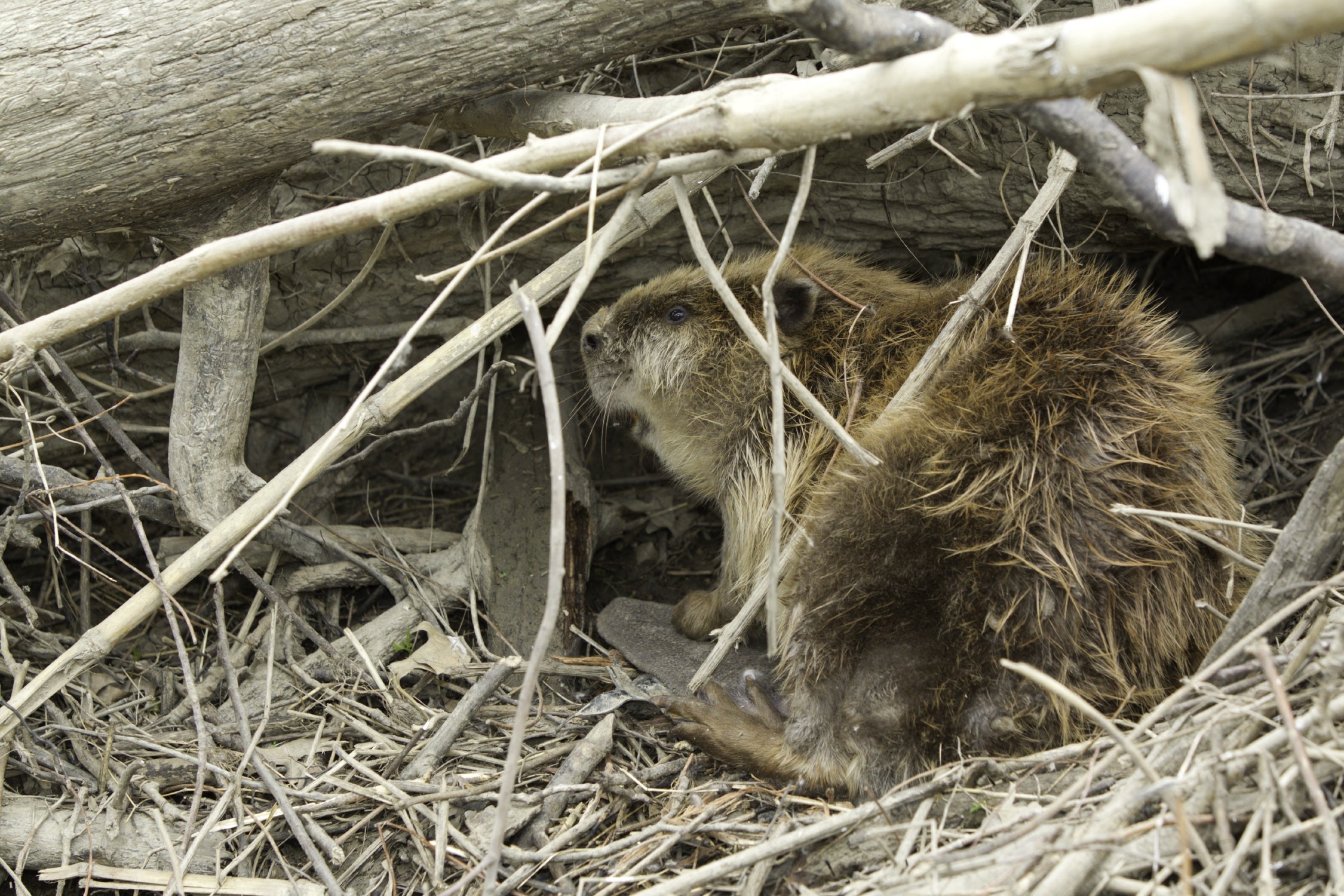 Beaver by lodge.