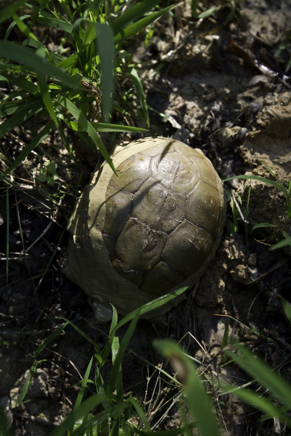 Box turtle buried in mud.