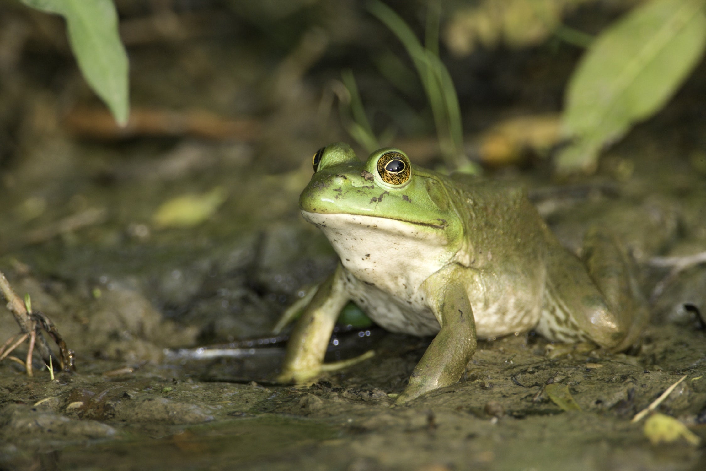 Bull frog in mud.