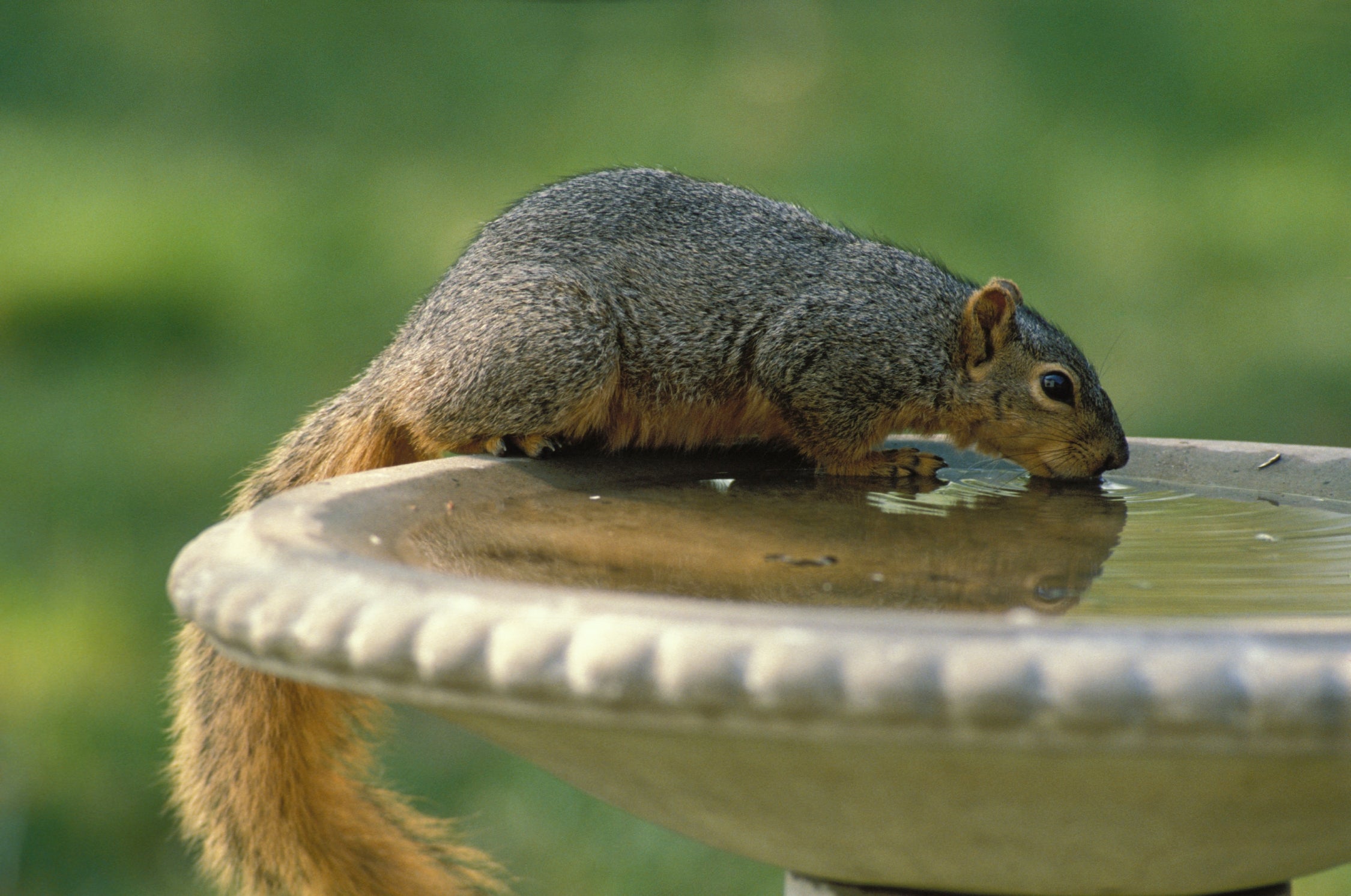 Fox squirrel sipping from a bird bath.