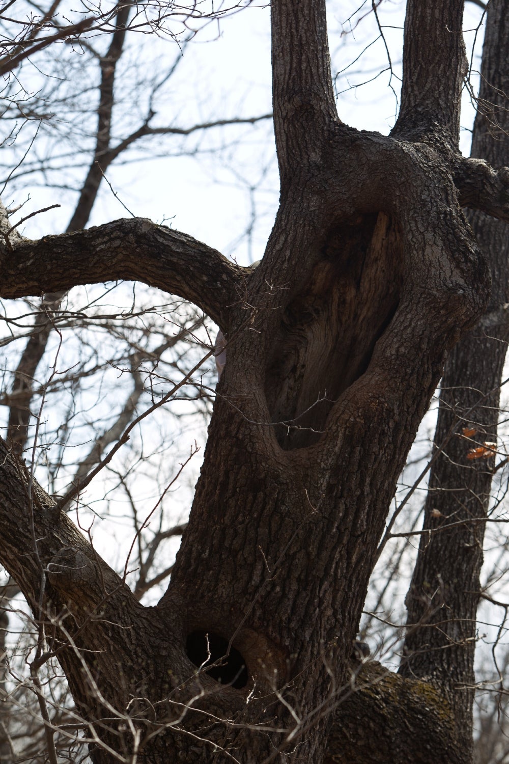 Hollow tree den.