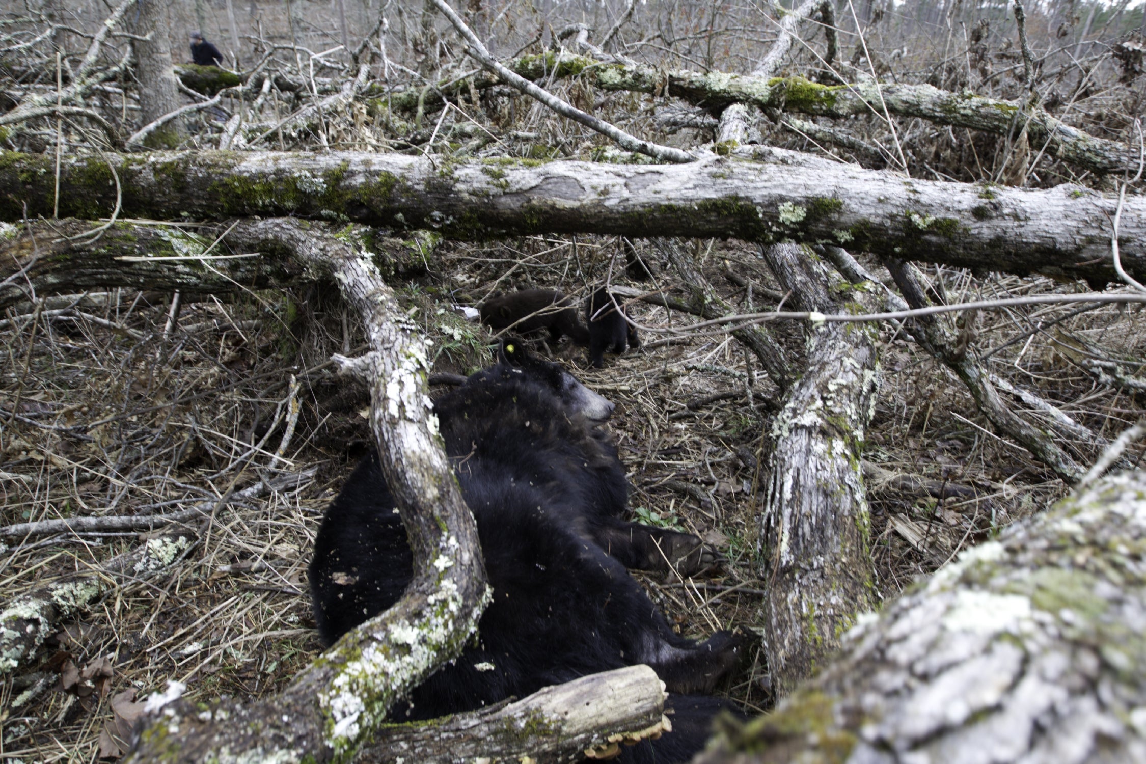 Mother bear and cubs under blowdown.