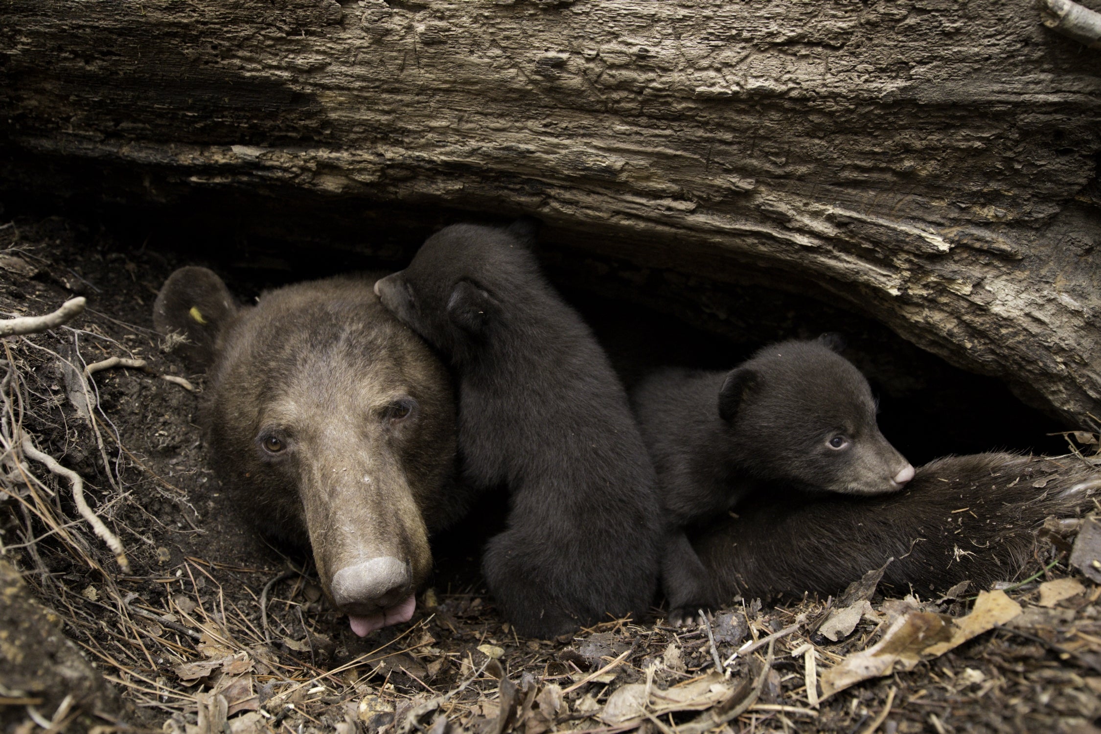 Mother bear denning under a large tree.