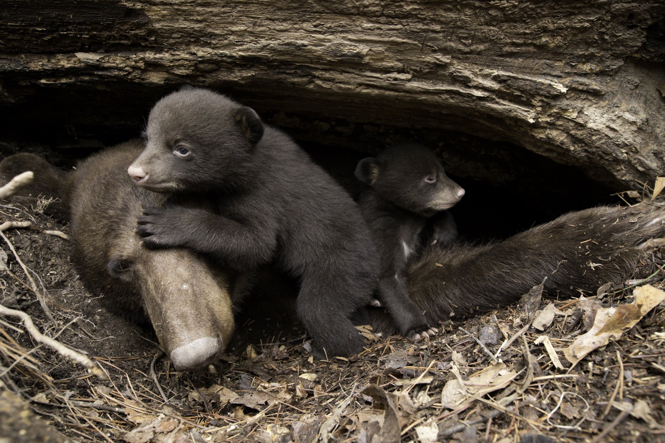 A bear and her cubs in a den under a fallen tree. One cub is climbing on its mother's head while the other one is just poking its head out of the den.