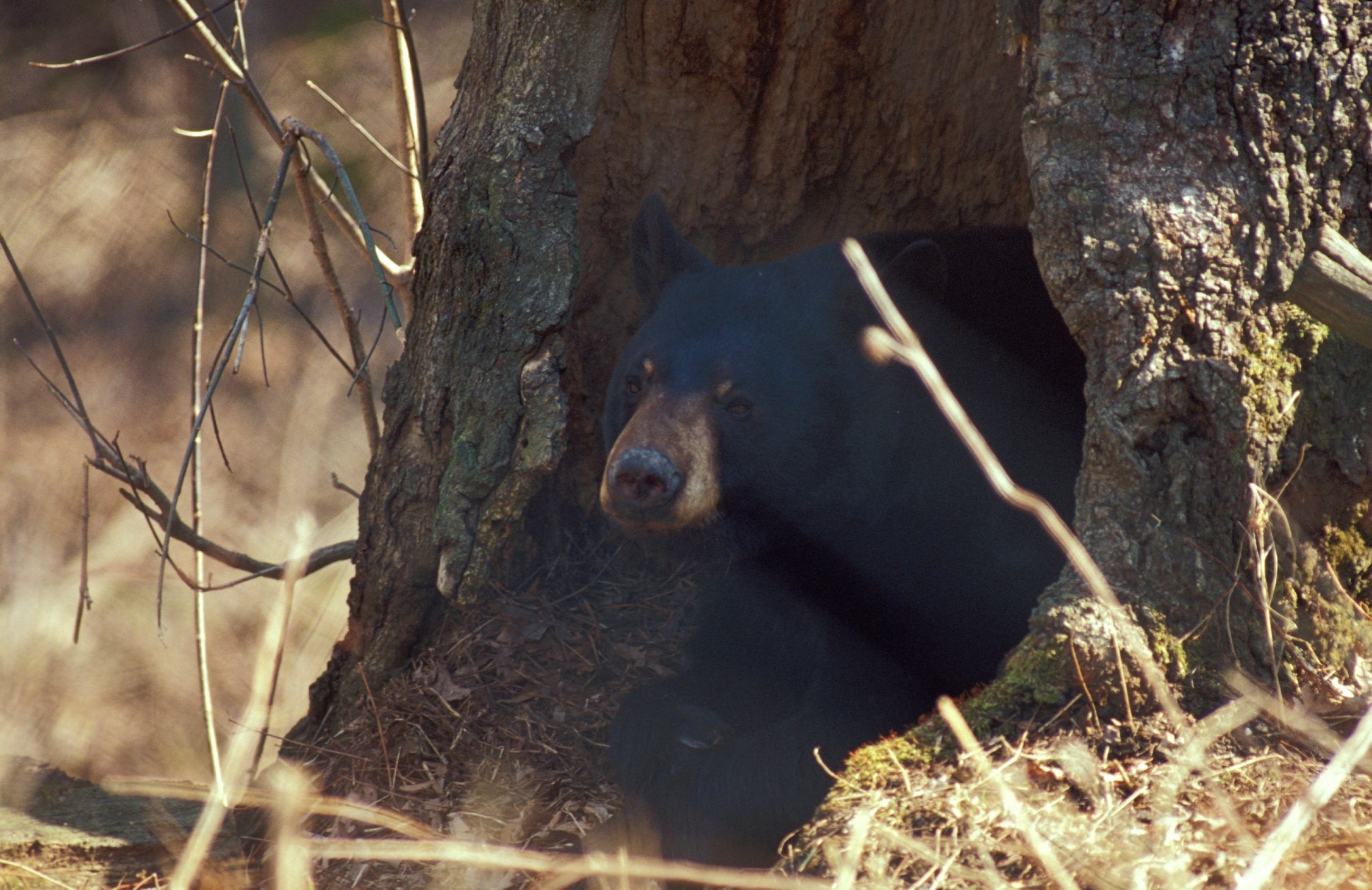 Mother bear in a hollow tree.