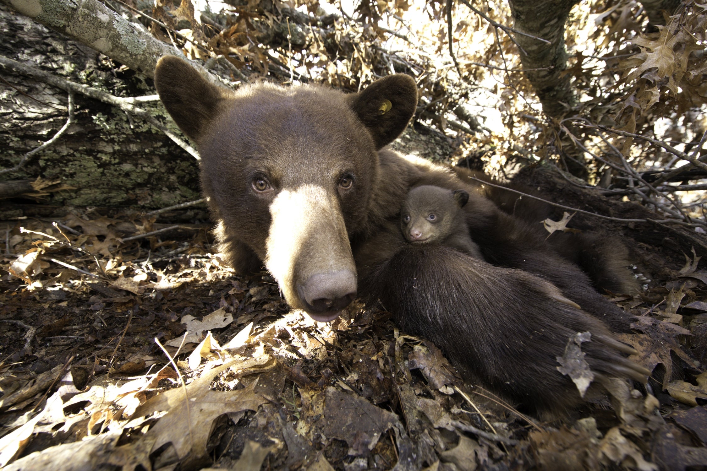 Mother bear in blow down.