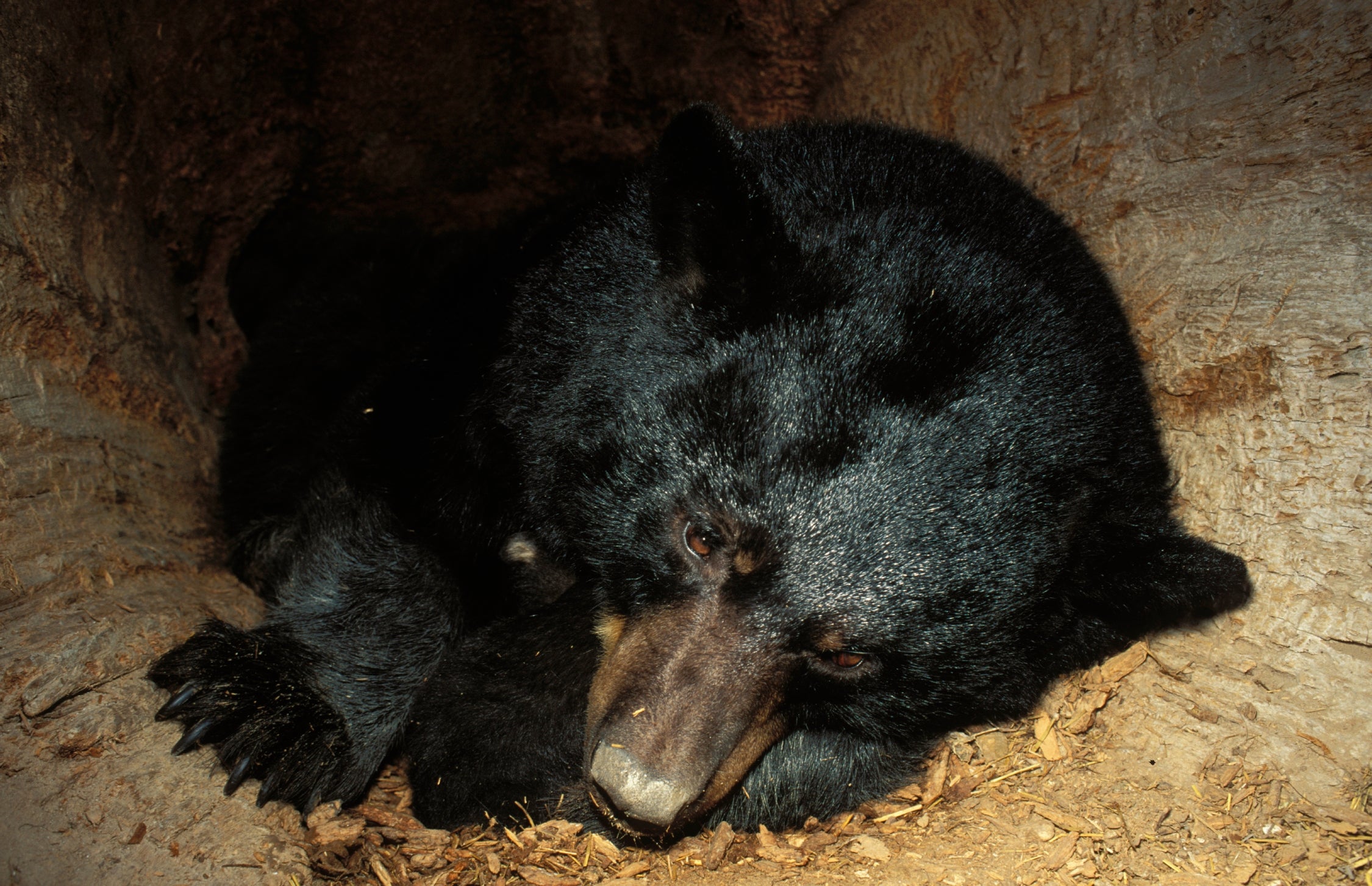 Mother bear in hollow tree den.