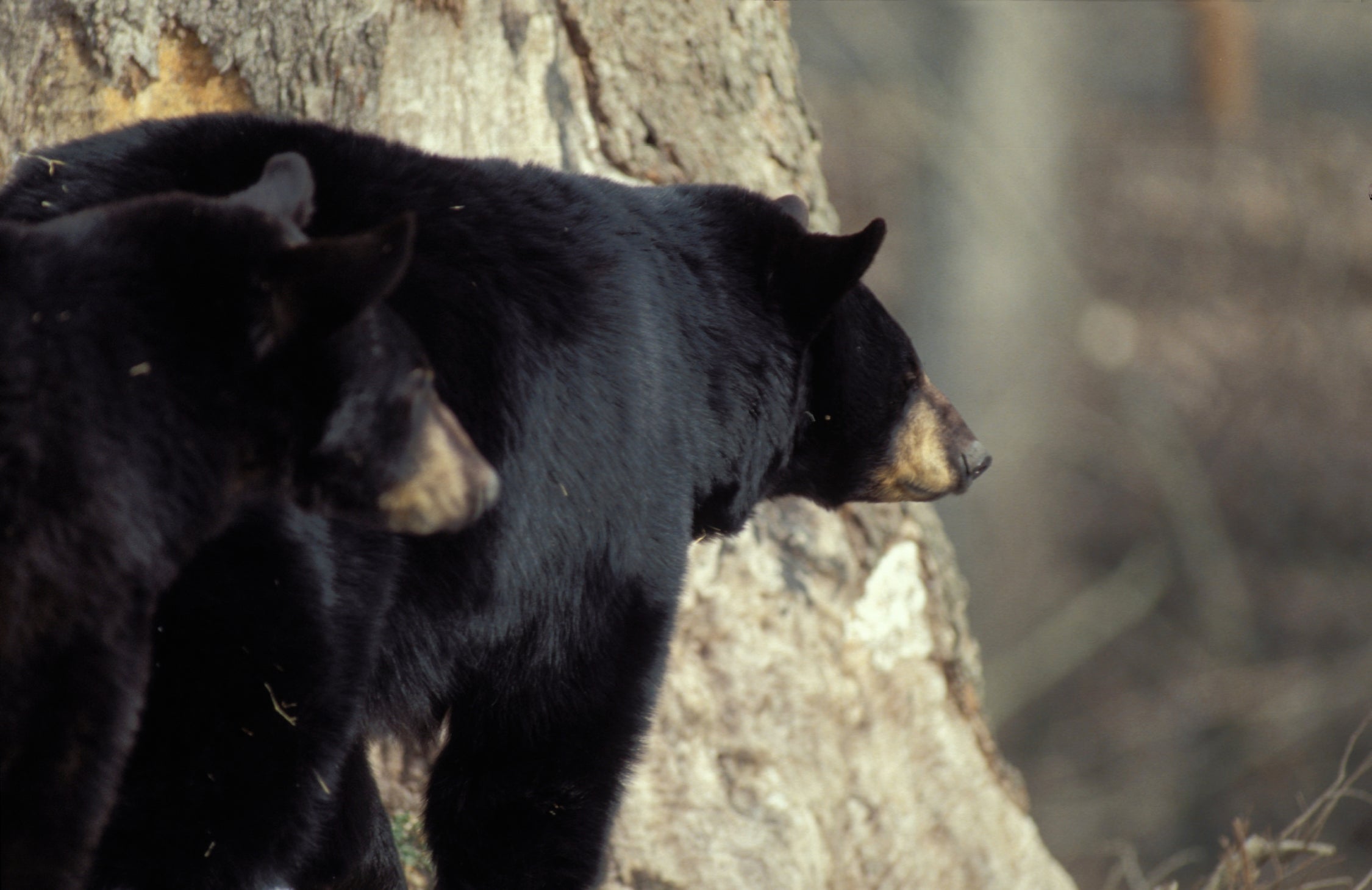 Two bears peer around a large tree trunk.