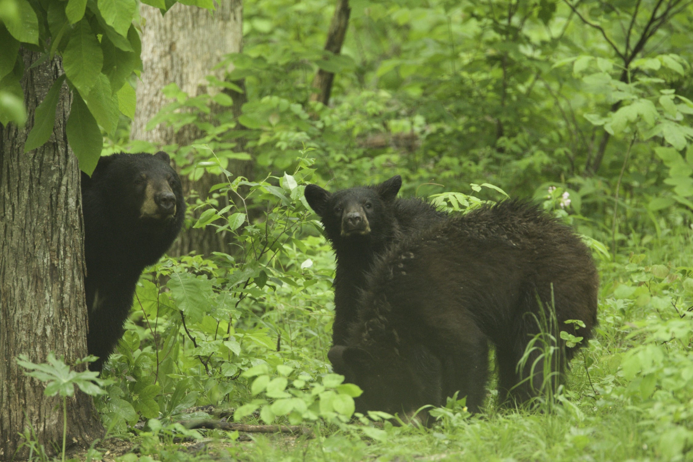 Three bears in the woods. One is hiding behind a tree, and one is eating something on the ground. The third is behind the second, and looking at the camera.