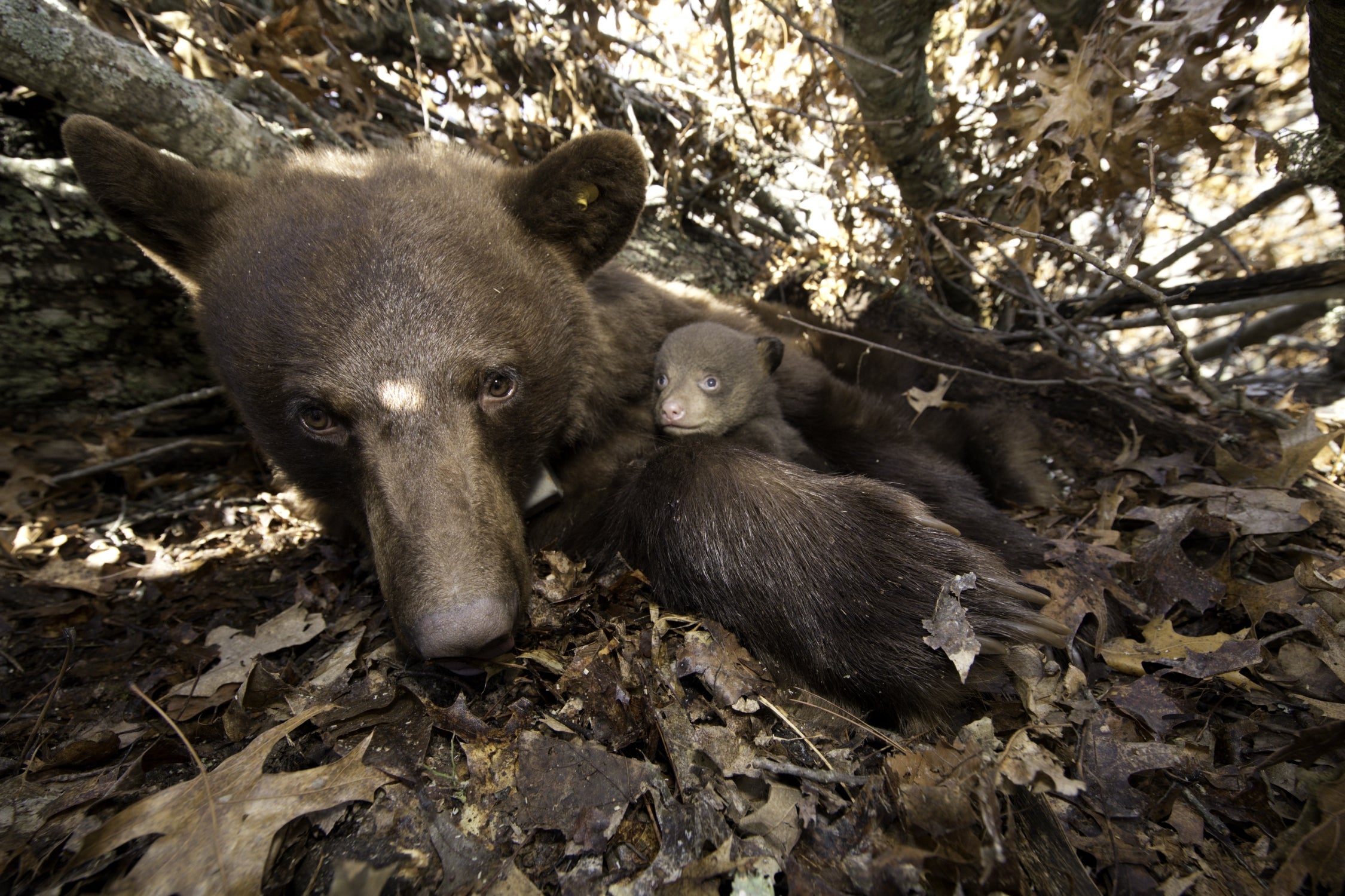 Mother bear with cubs in brushpile.