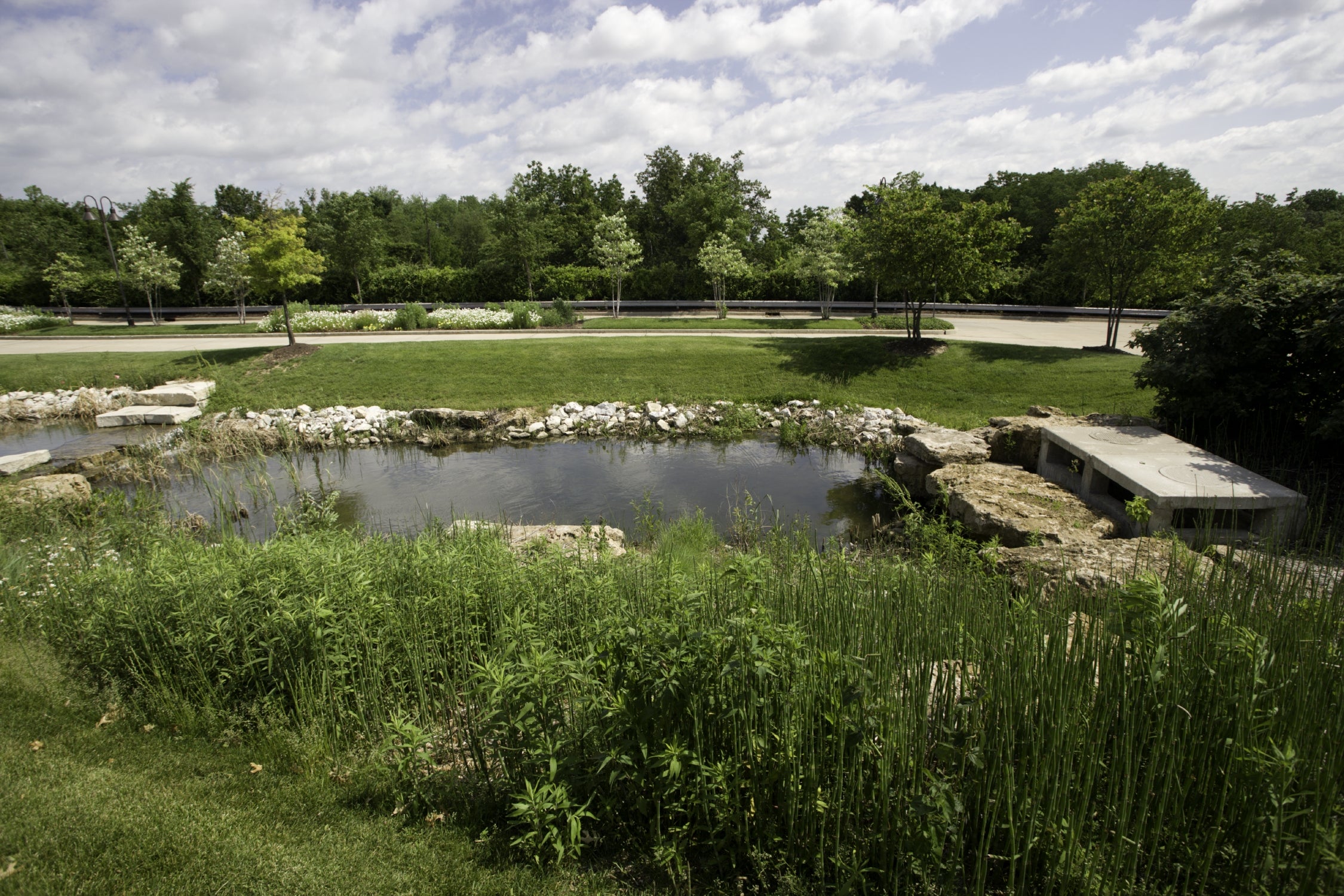 Native landscape