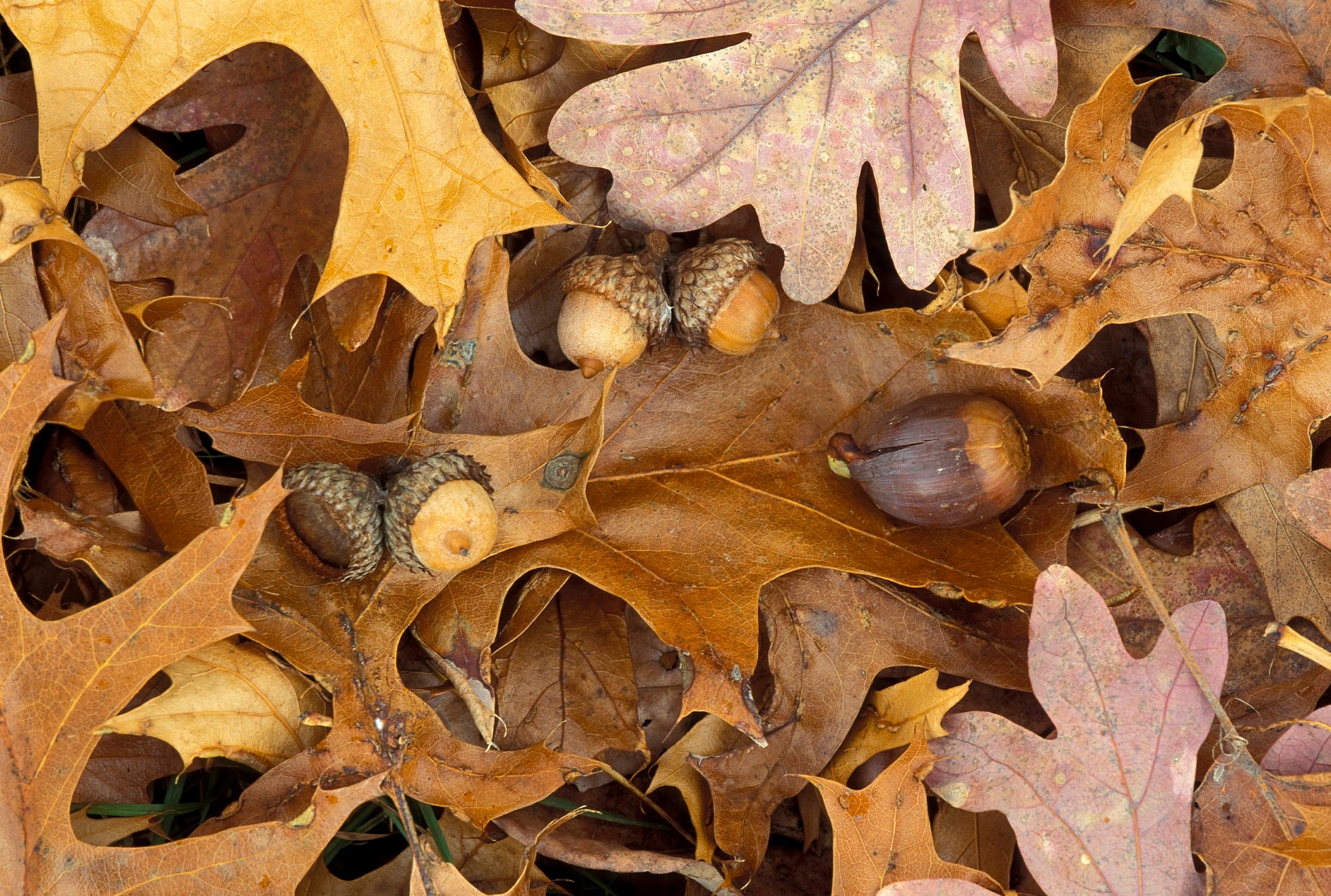 Oak tree leaves on ground.