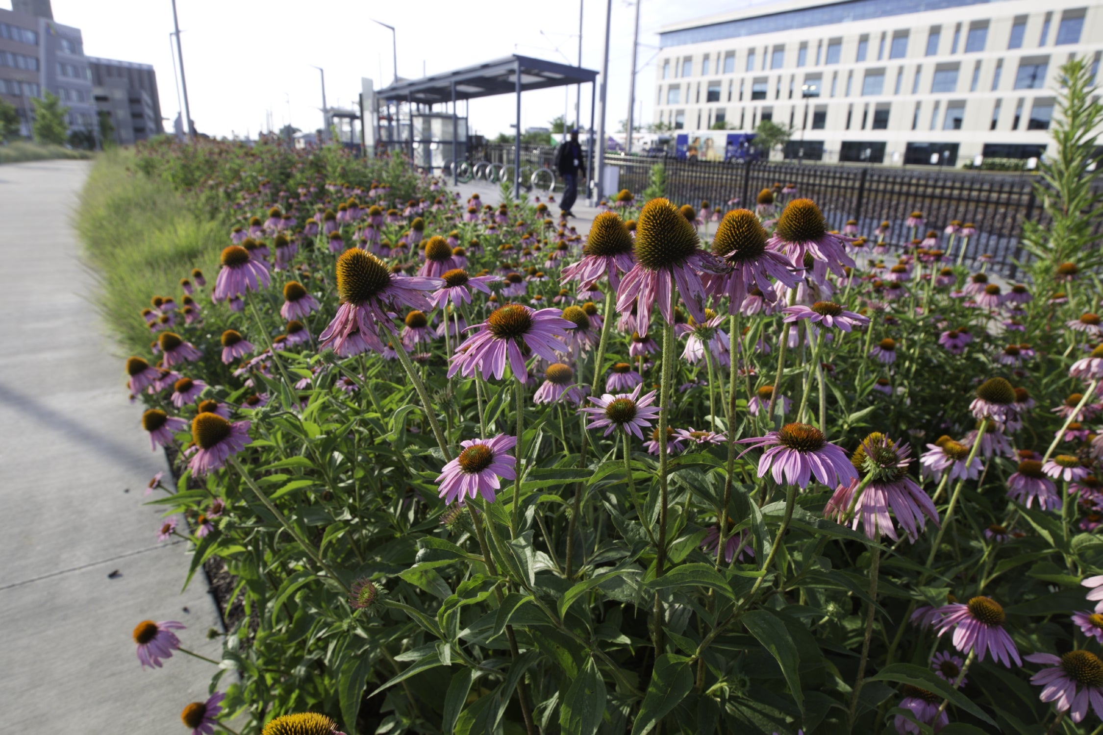 Coneflowers and other plants fill a space between sidewalks.