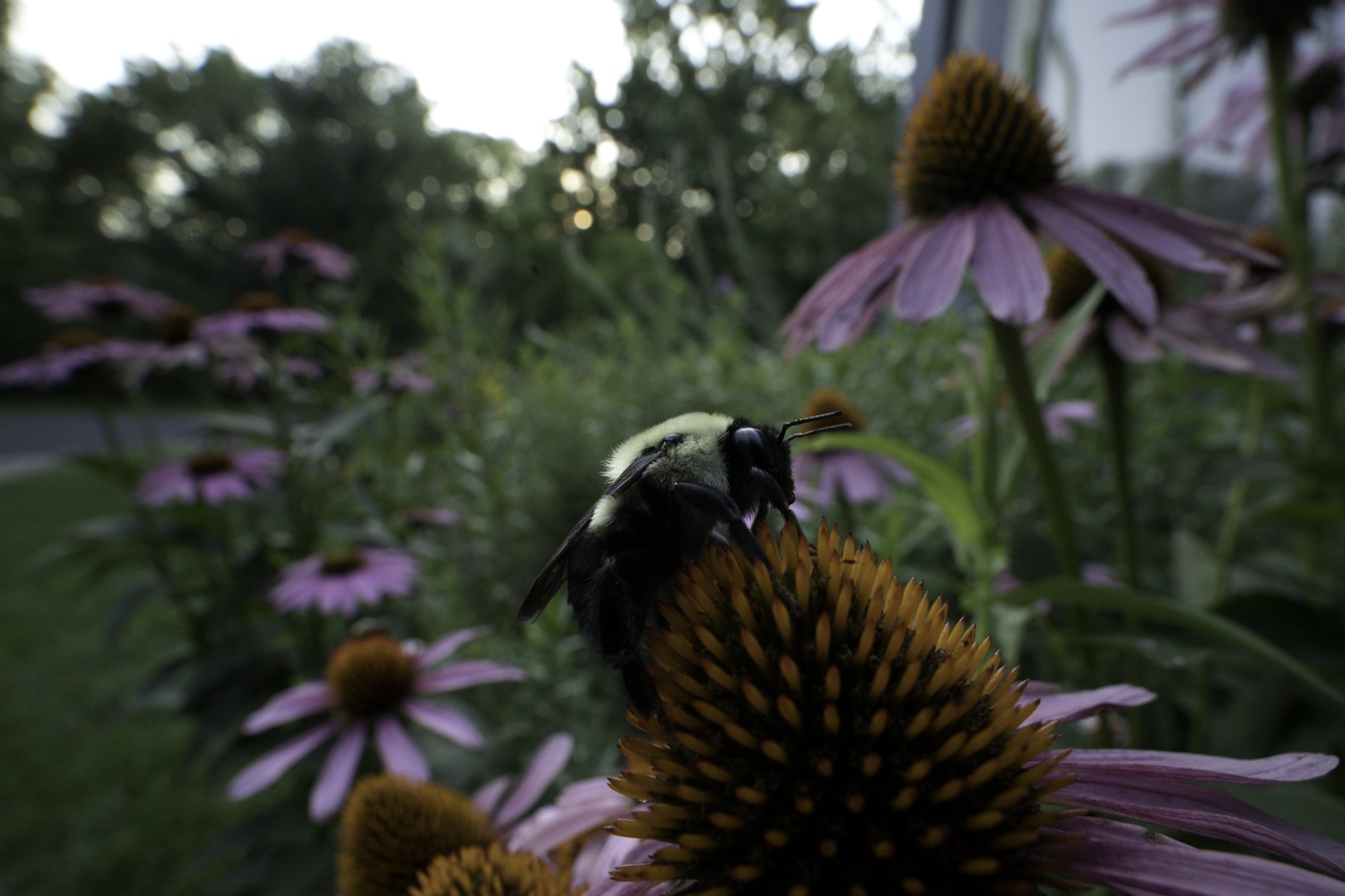 A bee sits on a the cone of a coneflower.