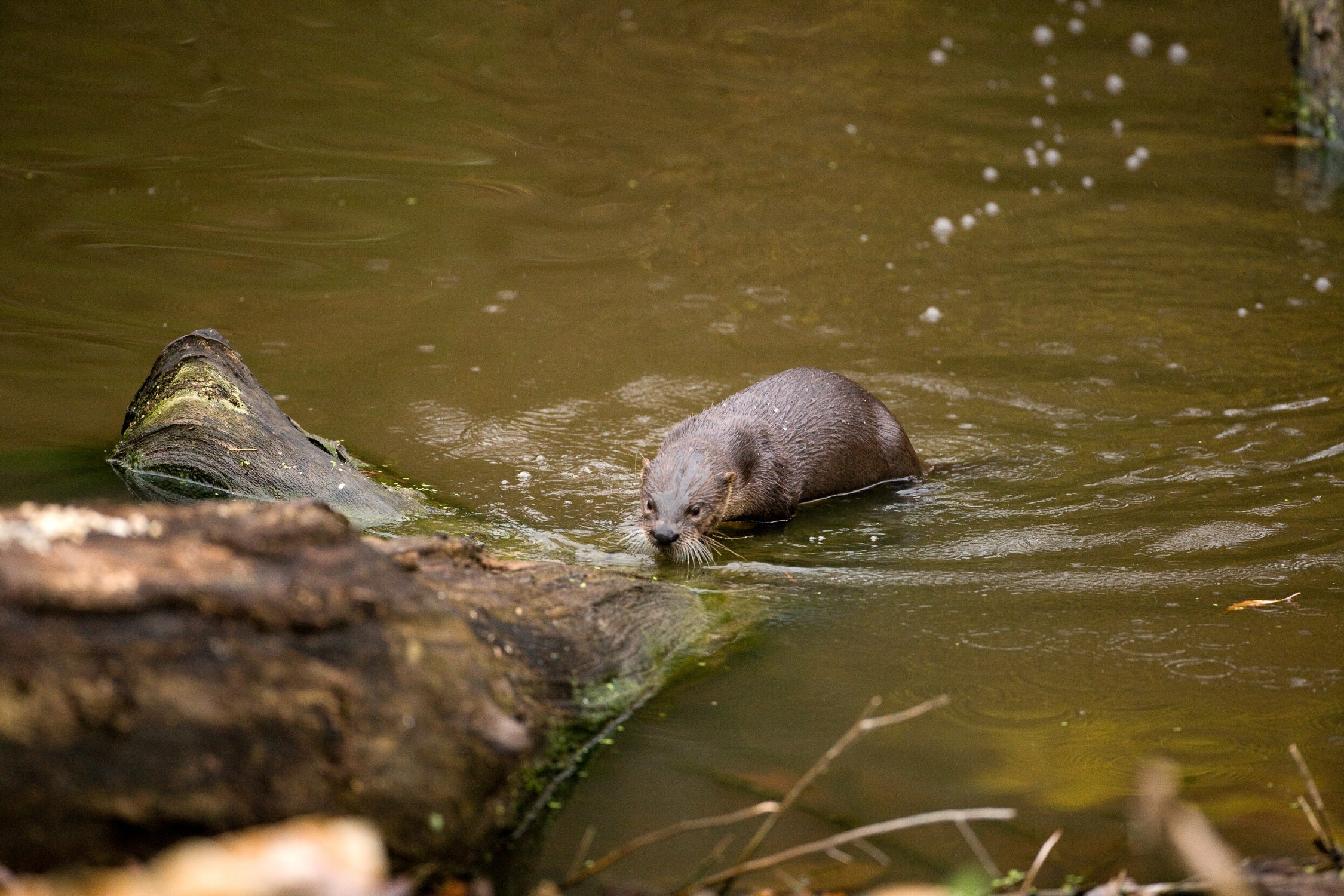 River otter.