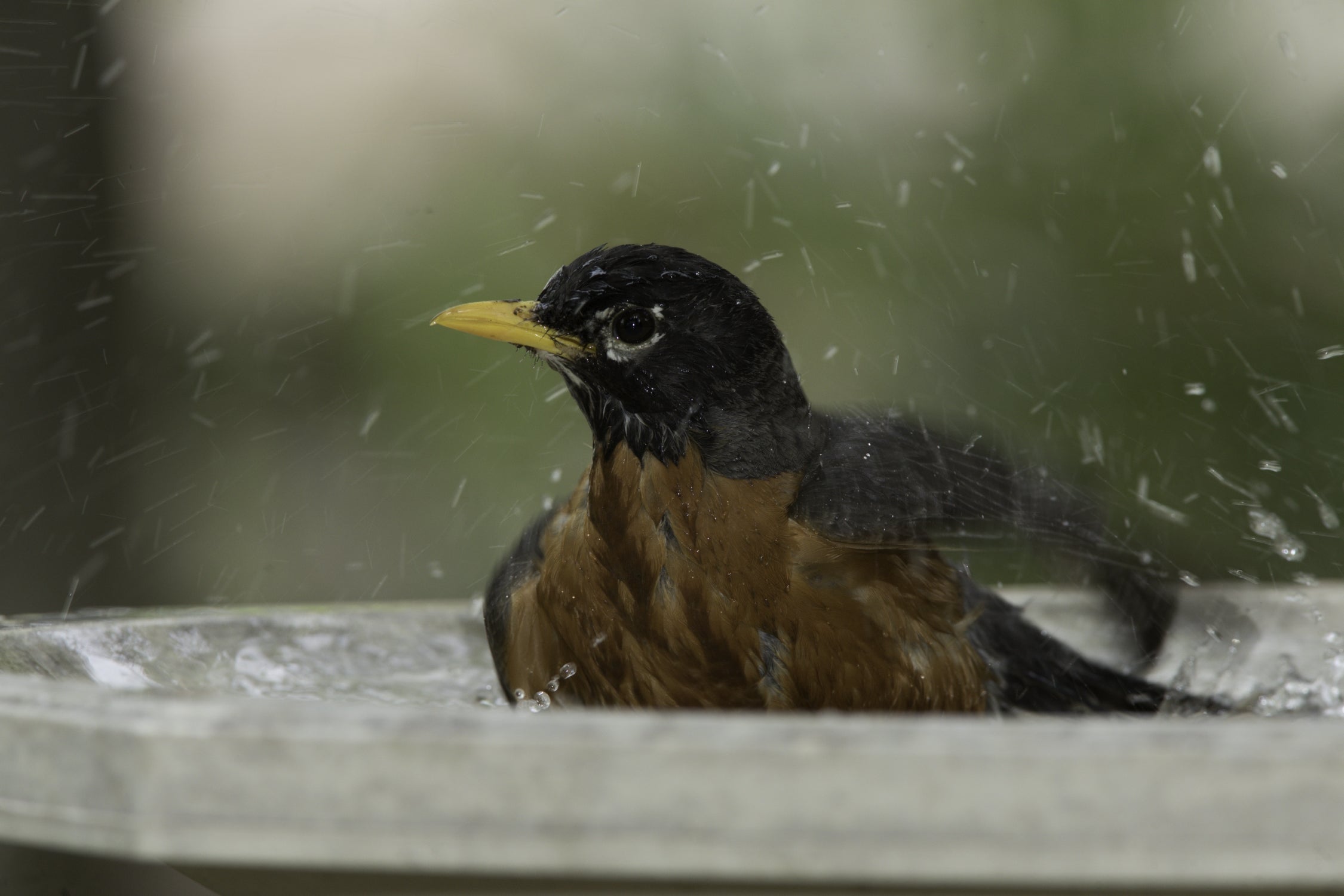 Robin in bird bath.