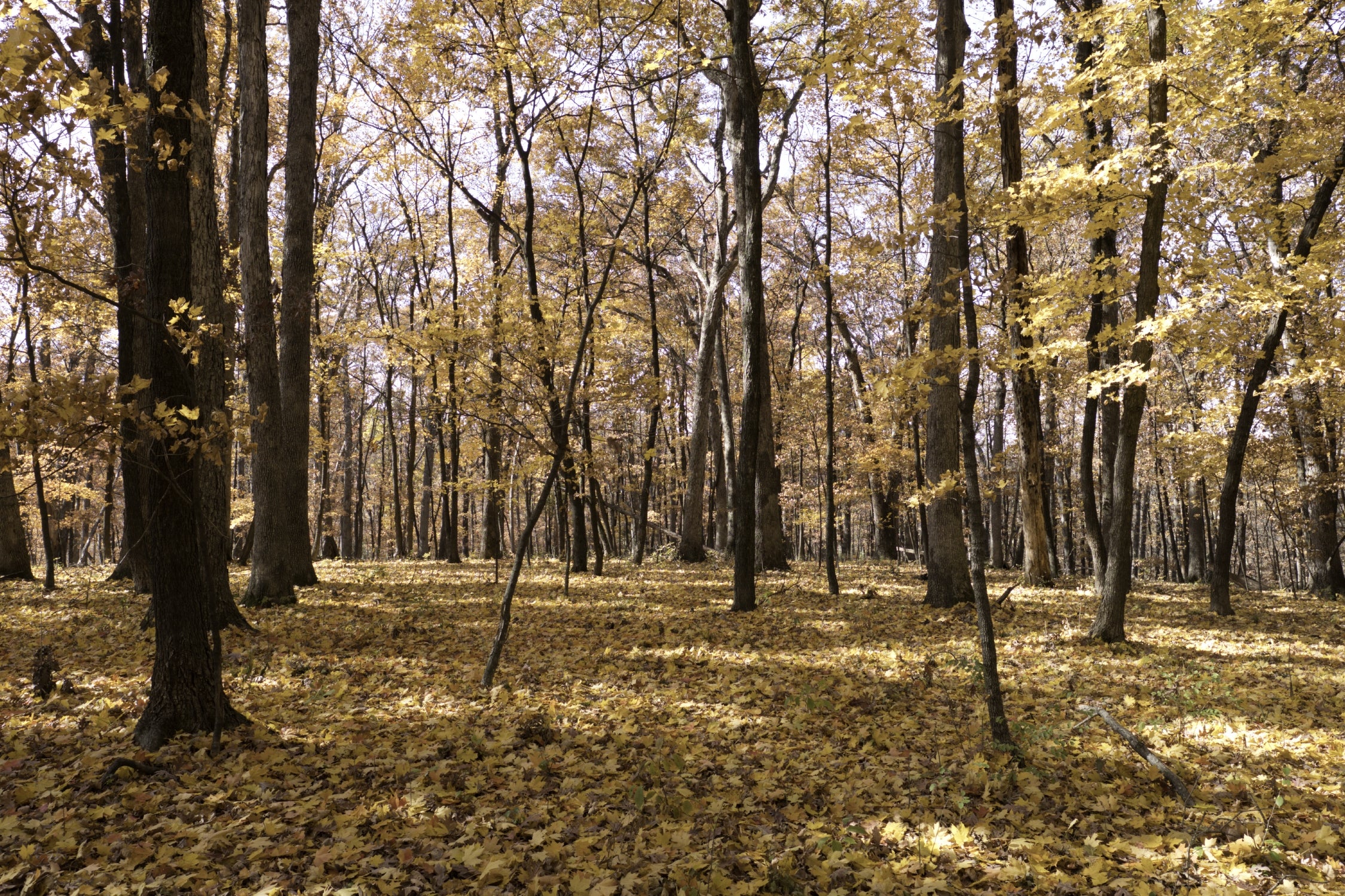 Trees at Three Creek Conservation Area