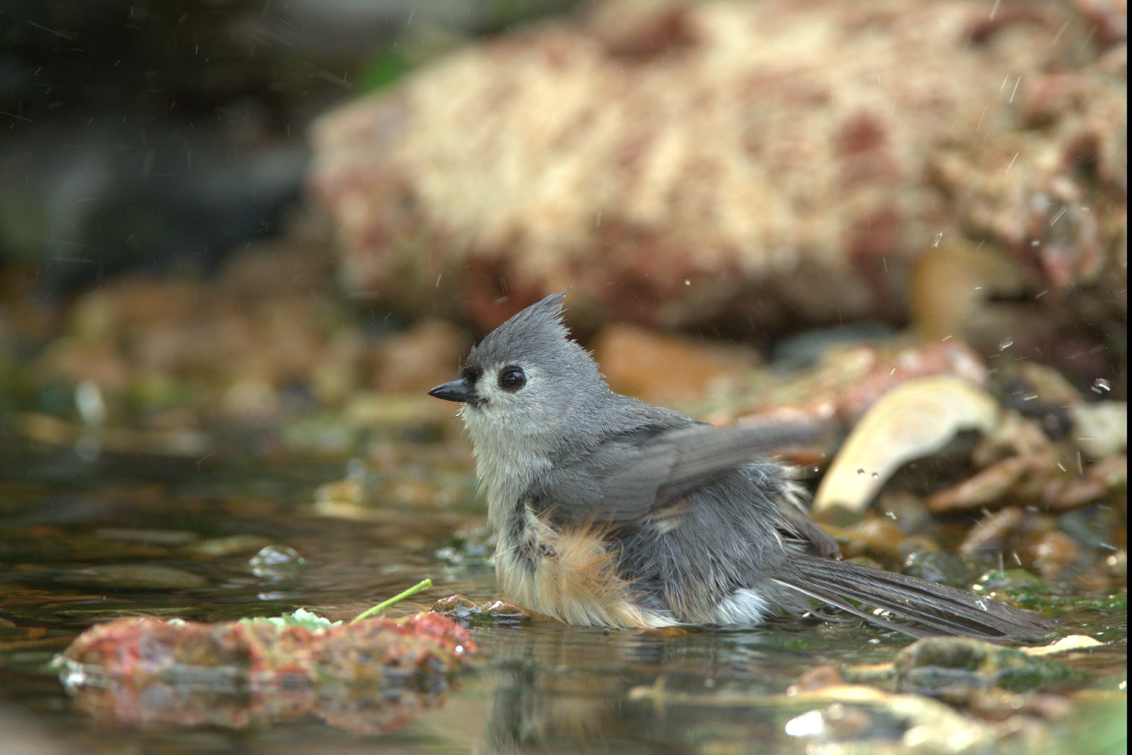 Tufted titmouse.