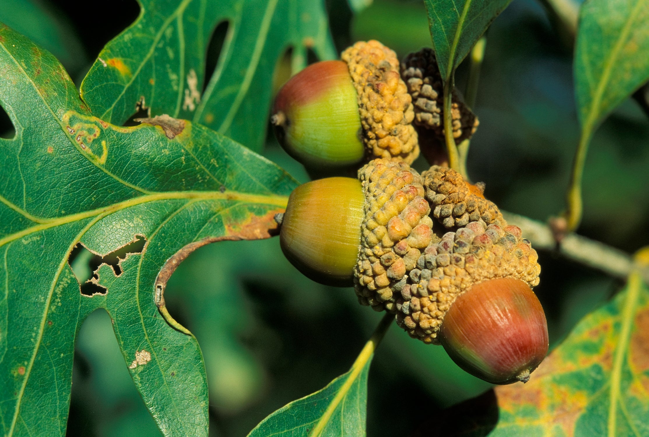 White oak acorns.