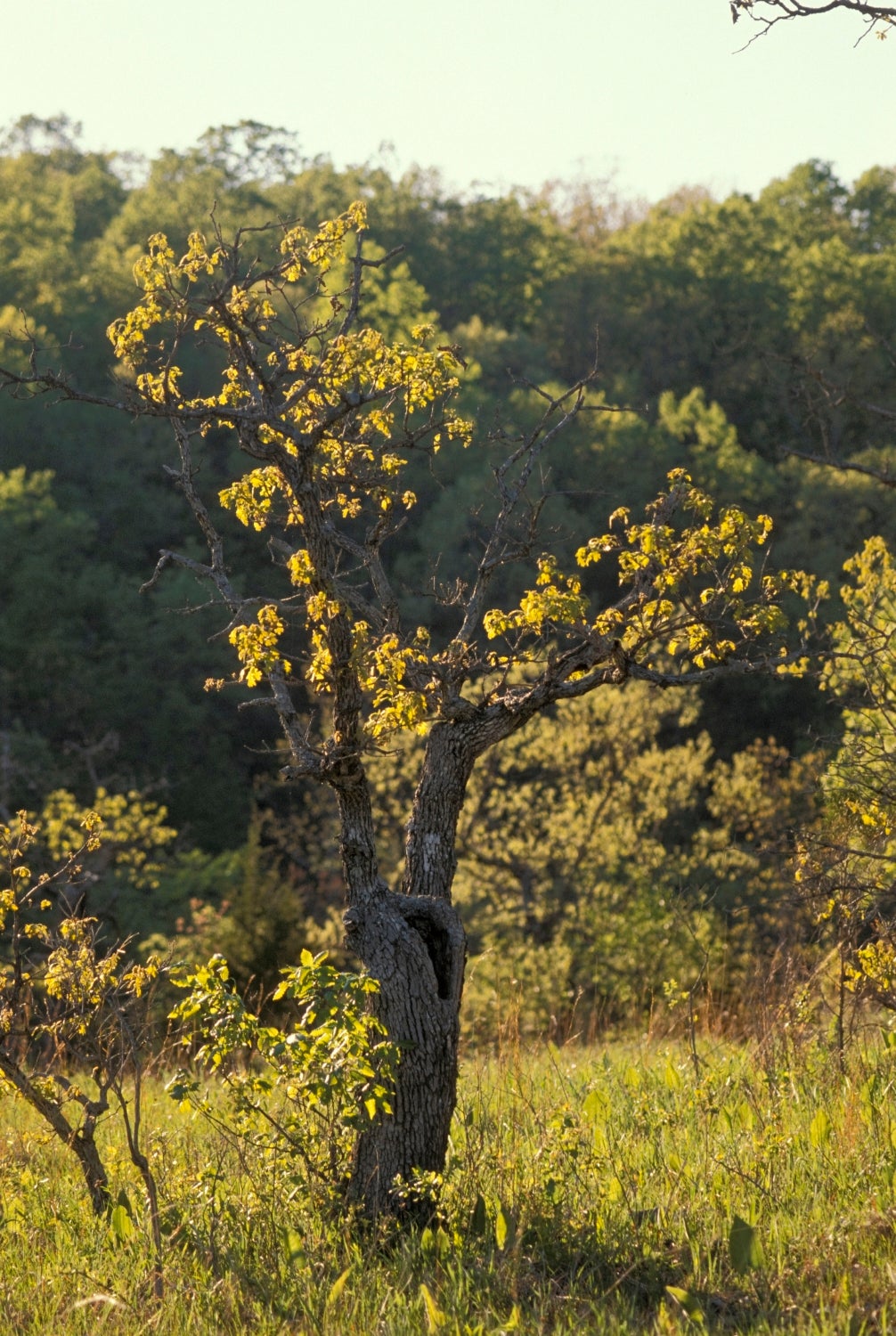 White oak tree.