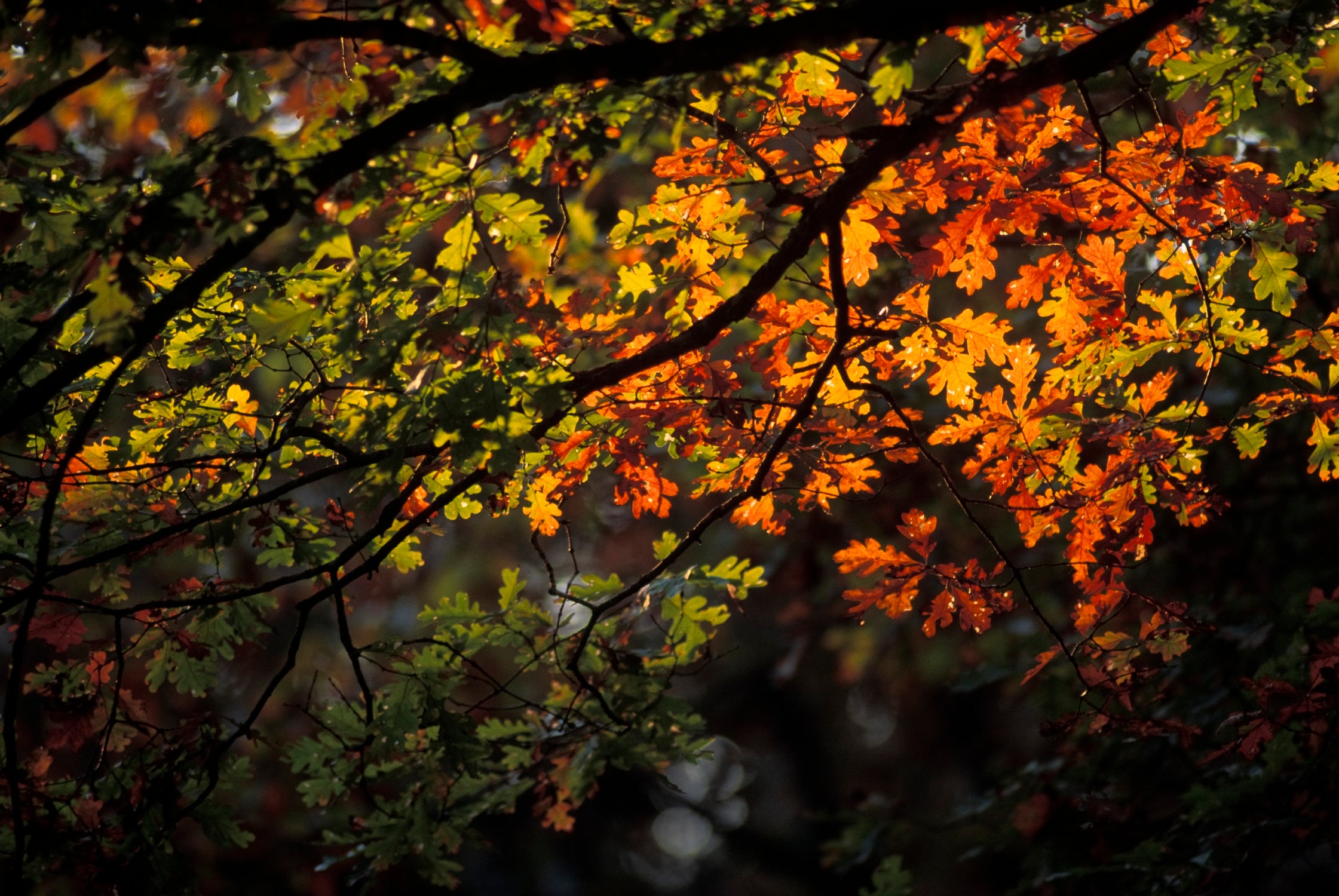 White oak with fall colors.