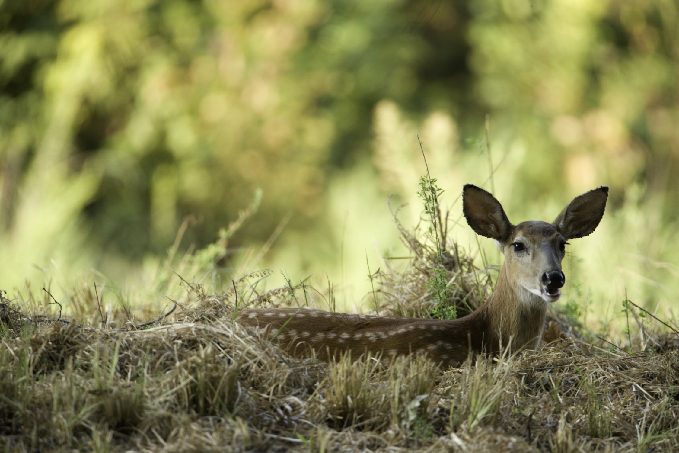 White-tailed fawn resting.