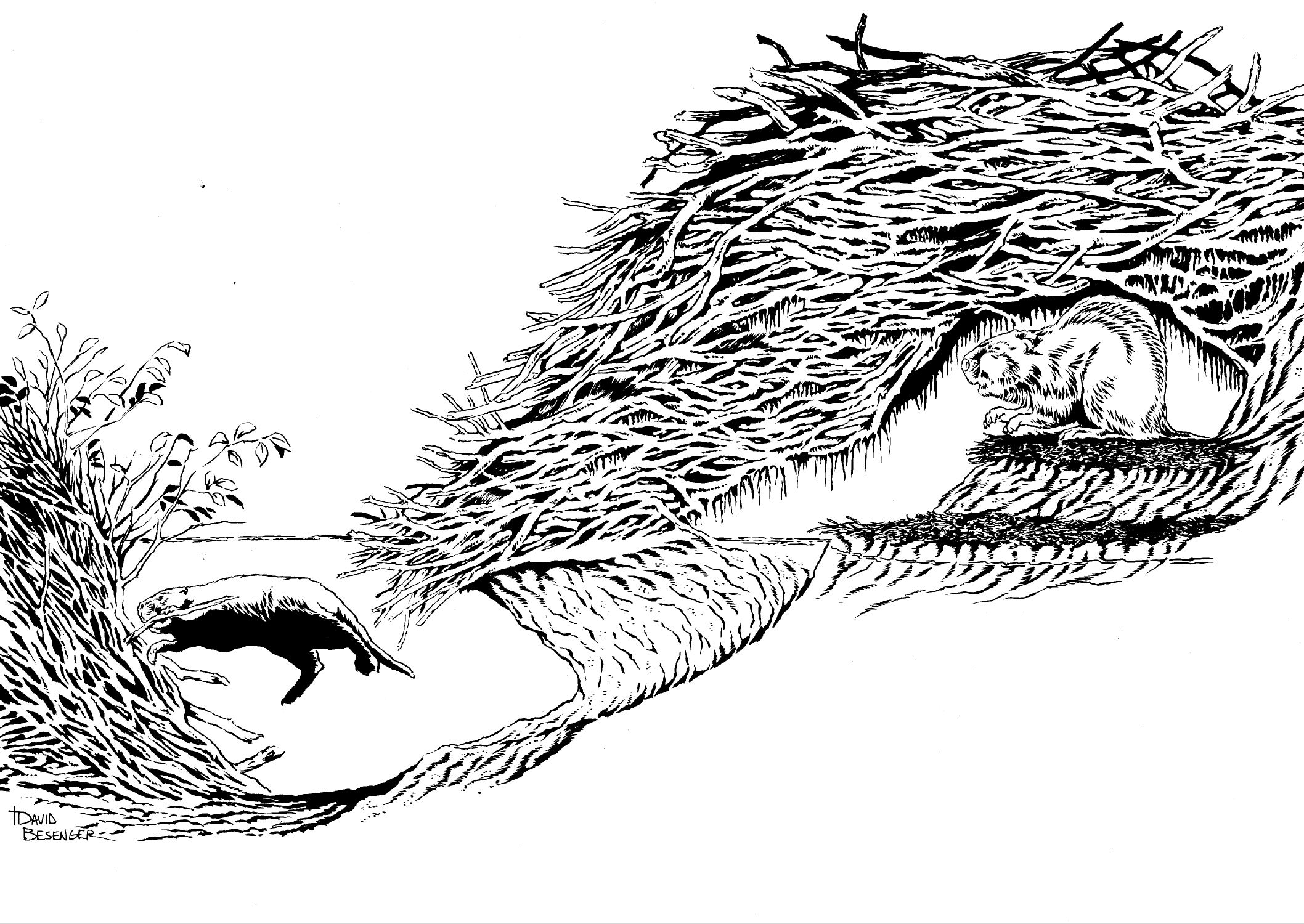 Cross section of a beaver dam, with a beaver leaving underwater and another beaver dry in the lodge.