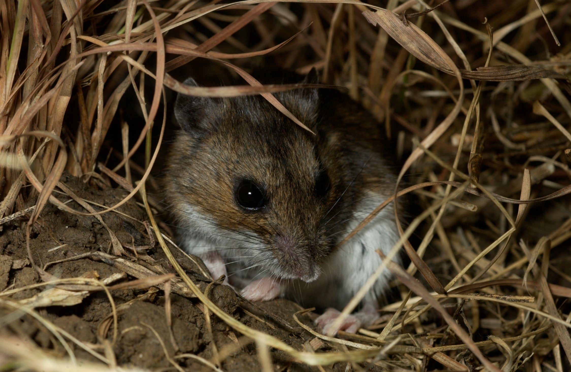 A mouse is curled up in a grassy nest.