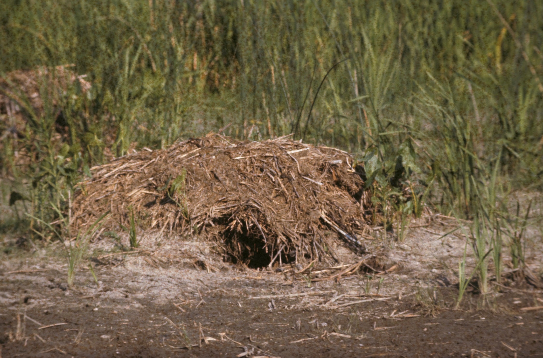 A muddy pile at the edge of a pond. There is a round entrance hole facing the water.