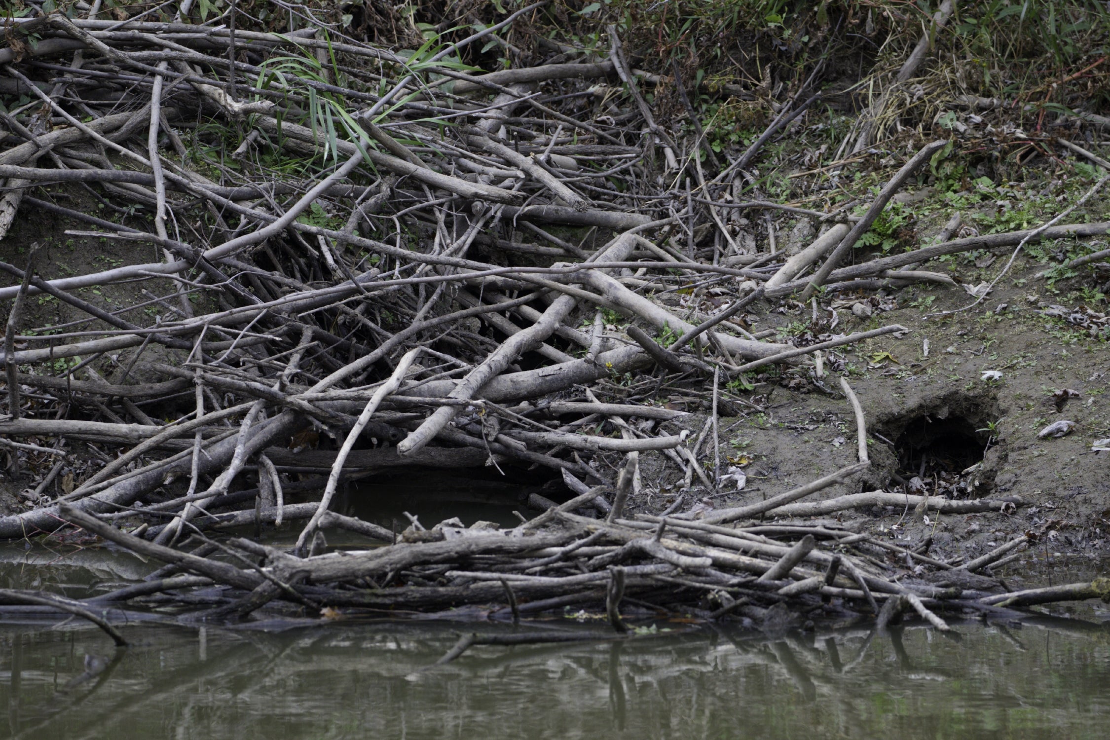 An otter and a beaver den next to each other on a river bank.