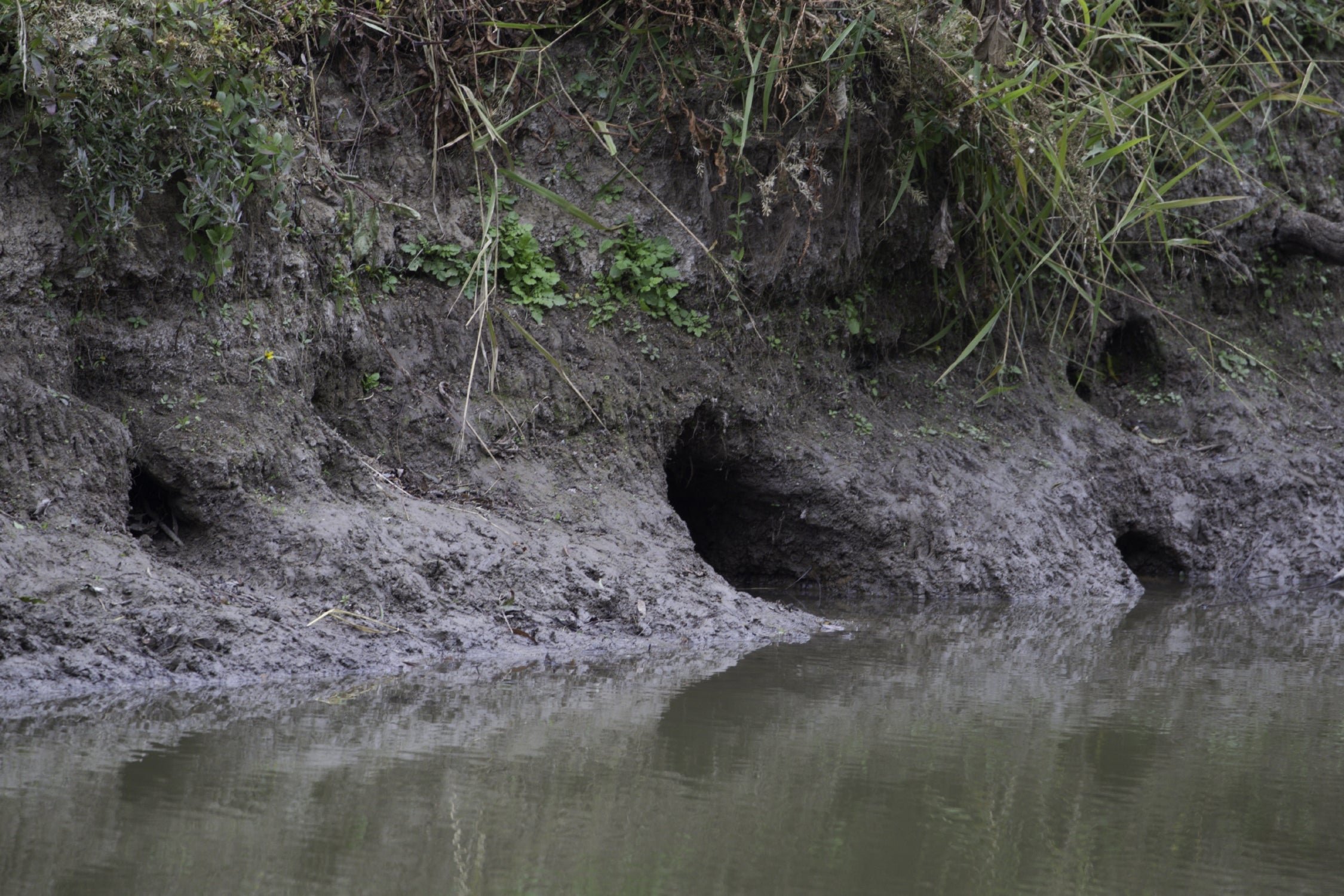 Large holes in a riverbank are entrances to otter and beaver dens