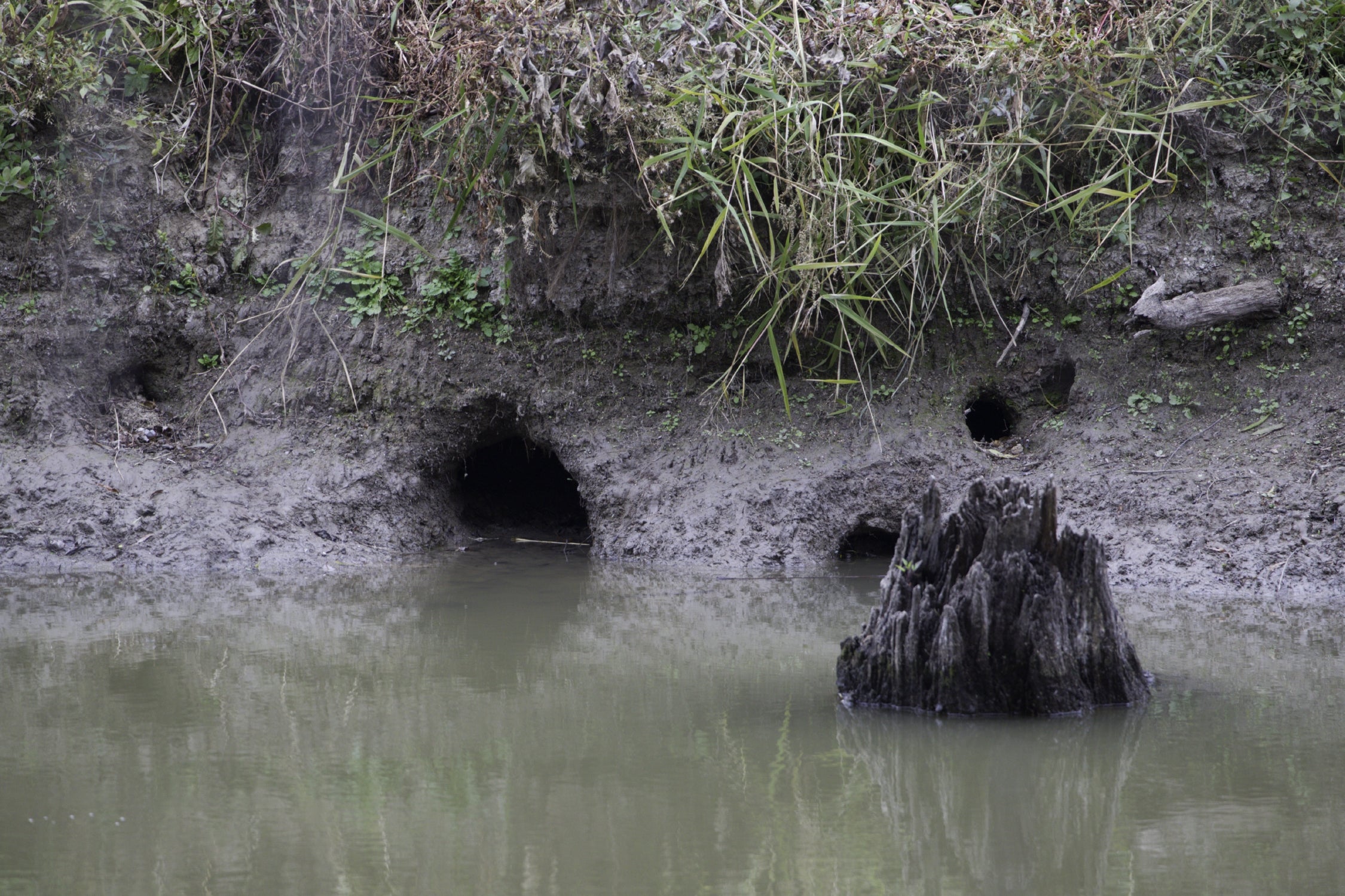 Otter dens are large holes in a riverbank. 