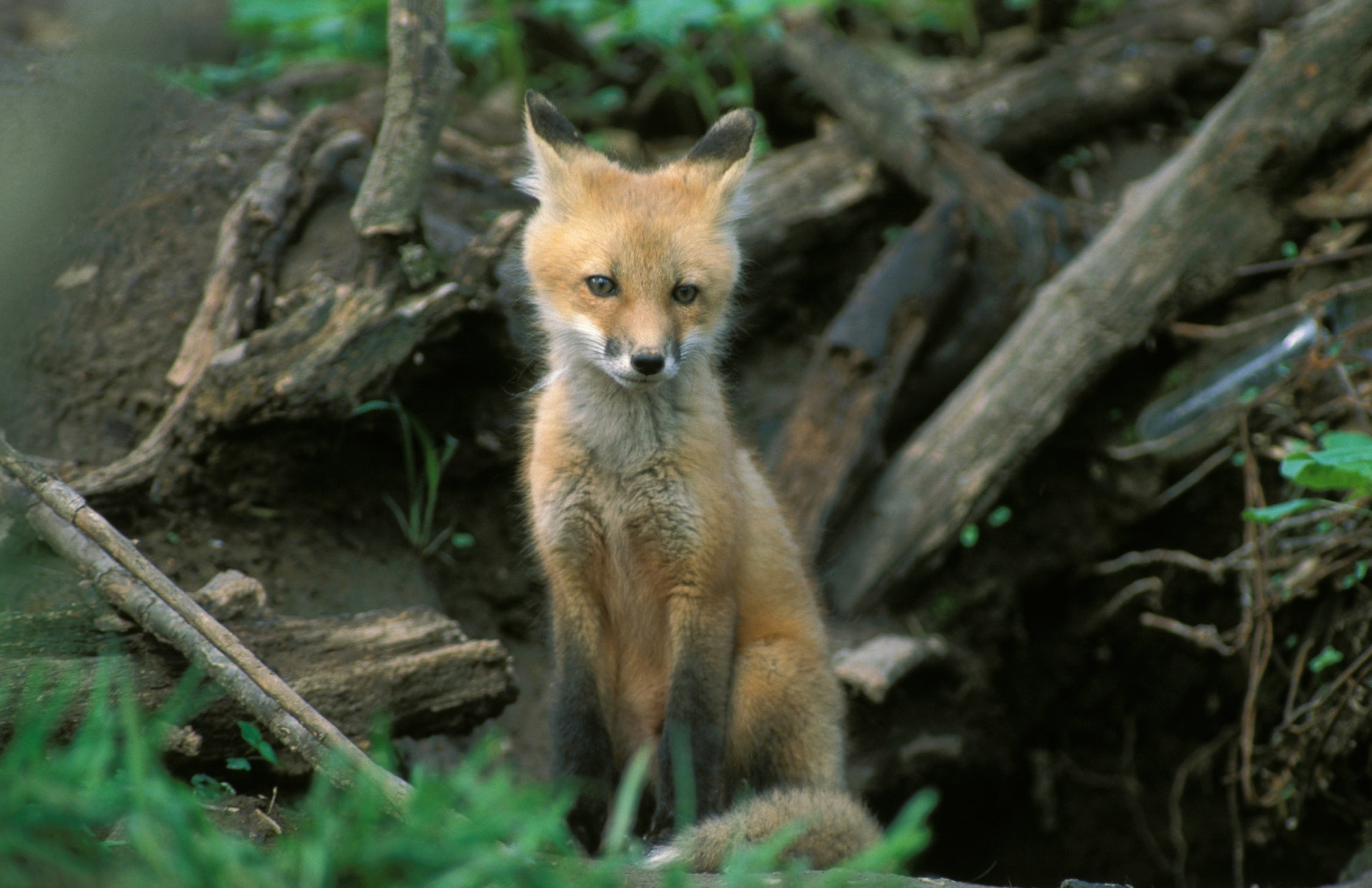 A red fox on alert outside its den.