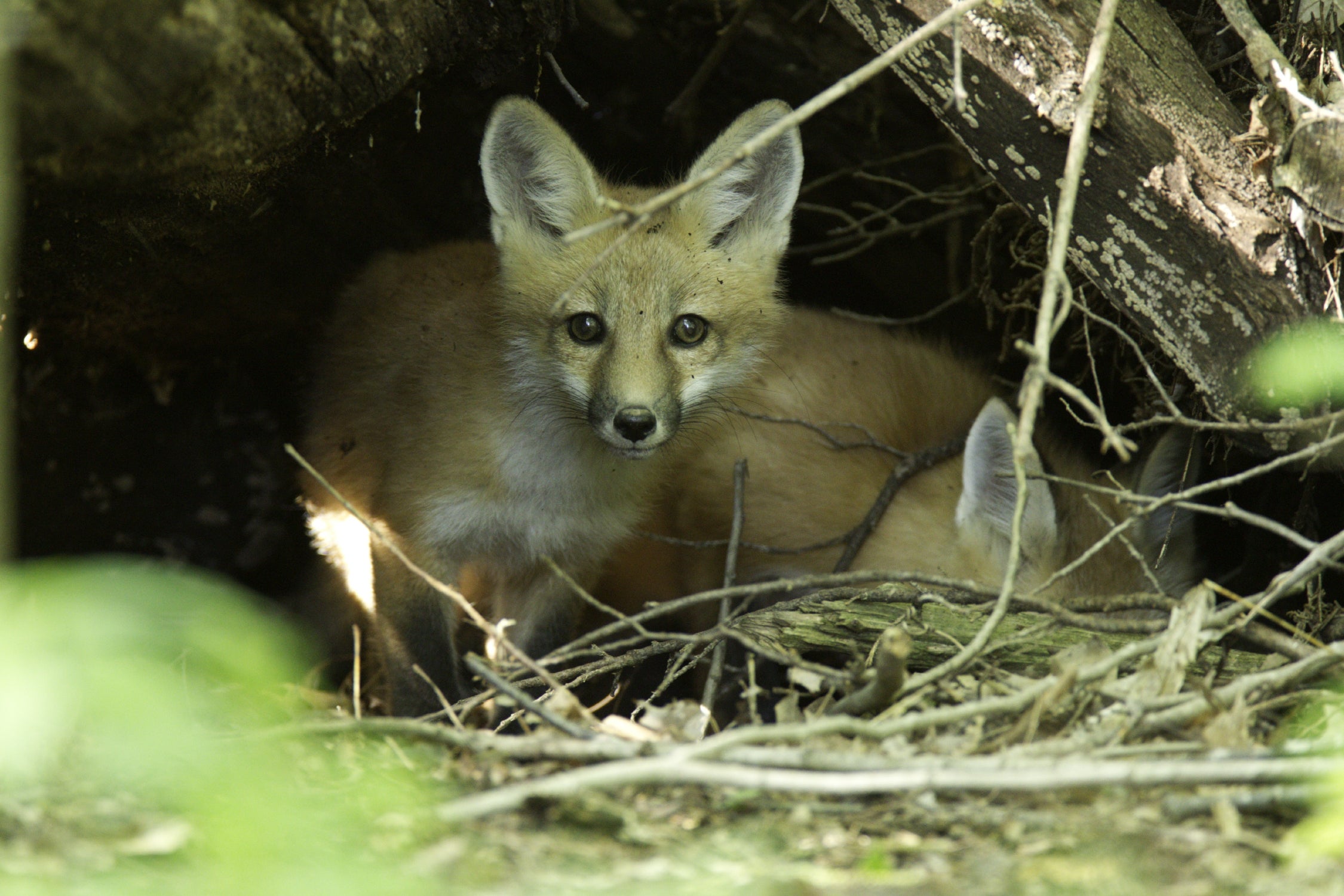 A red fox peeps out of den.