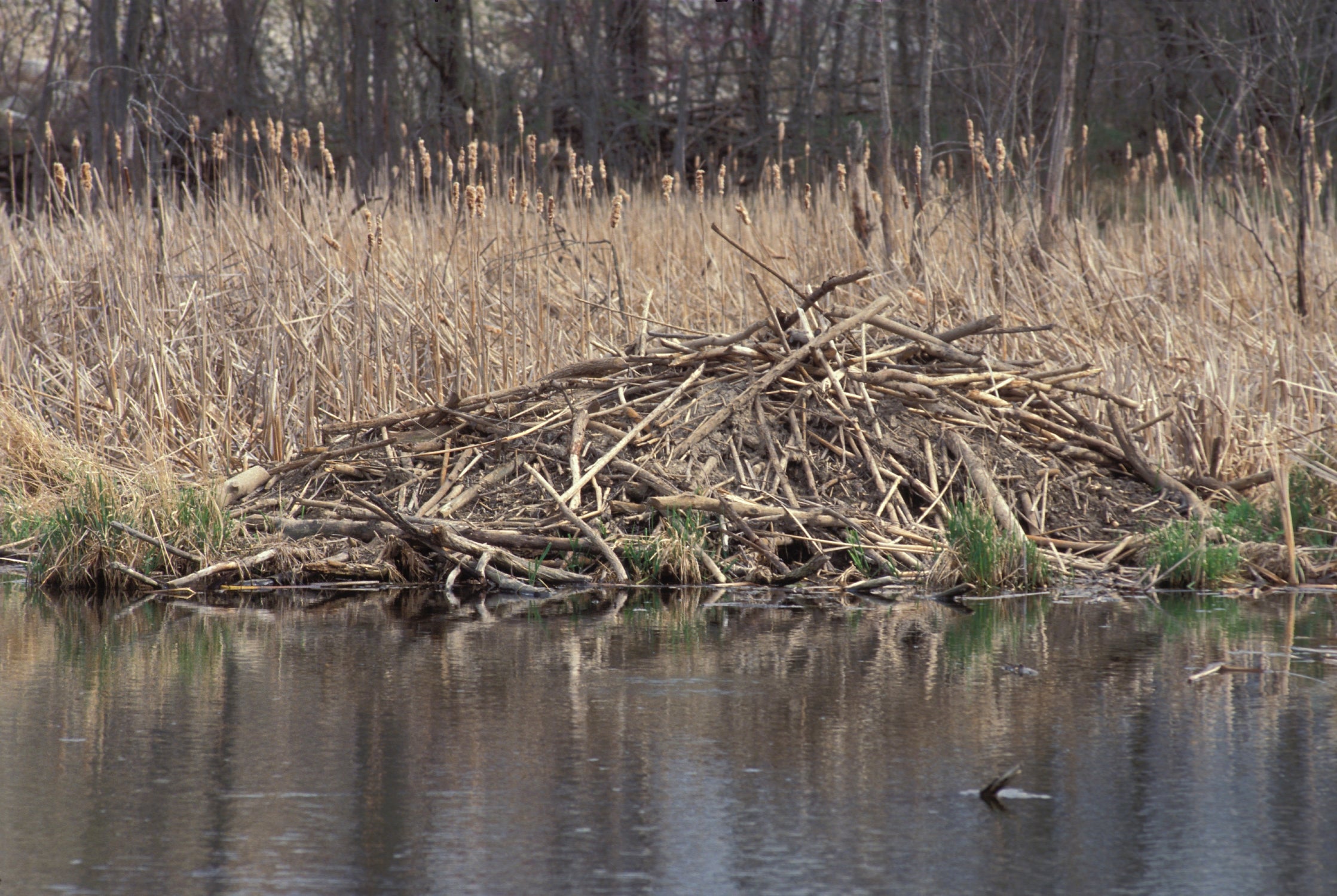 A beaver lodge near a pond shore. It is a rounded pile of sticks. 